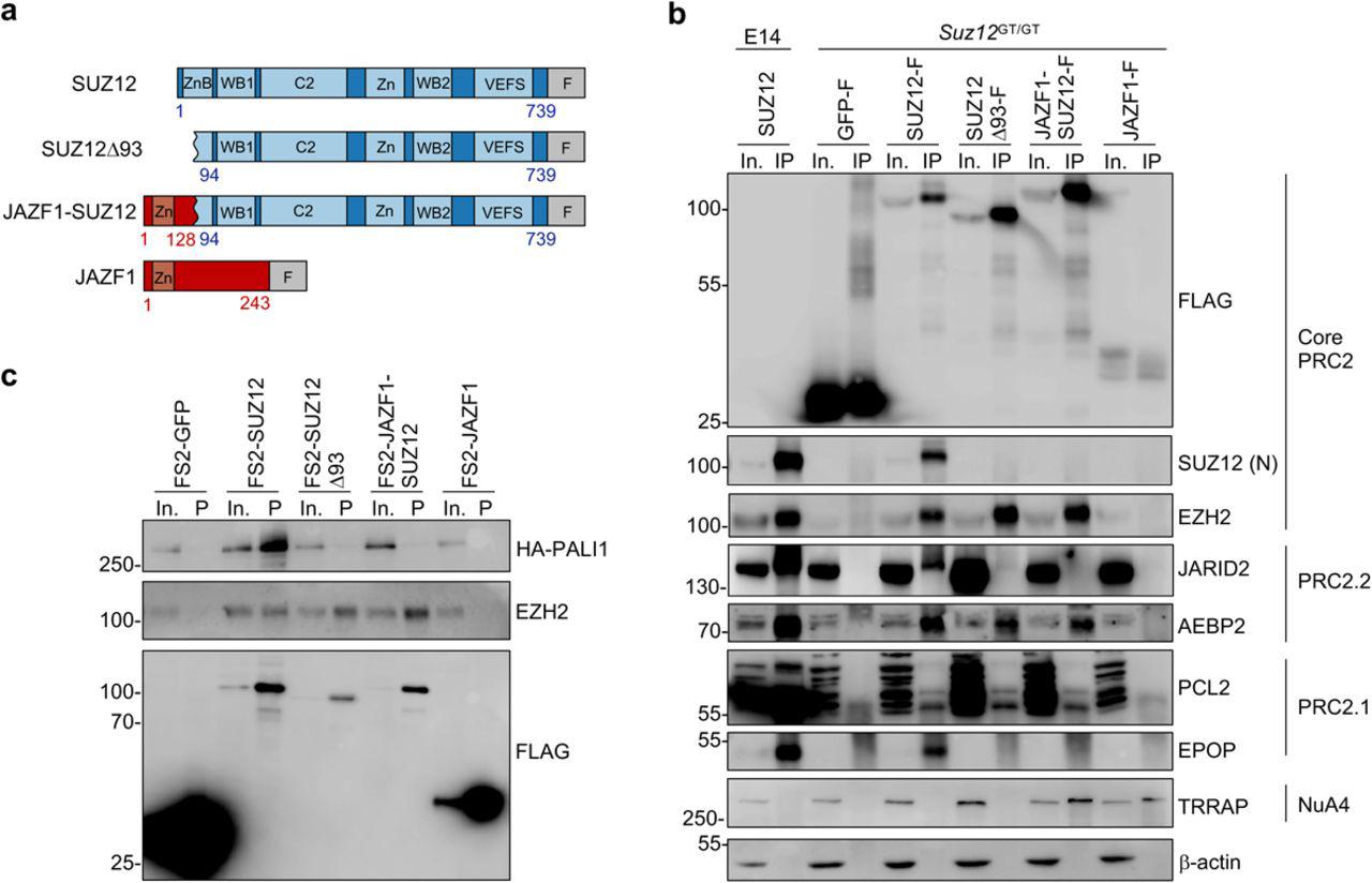 a. Models of SUZ12, SUZ12Δ93, JAZF1-SUZ12 and JAZF1 constructs with C-terminal FLAG tags (F). b. Immunoblots for FLAG, SUZ12 (N-terminus), EZH2, JARID2, <t>AEBP2,</t> PCL2, EPOP, TRRAP and β-actin in input (In.) and SUZ12 IPs from WT E14 cells or input and FLAG IPs from Suz12 GT/GT cells stably expressing FLAG-tagged GFP, SUZ12, SUZ12Δ93, JAZF1-SUZ12 or JAZF1. c. Immunoblots for FLAG, HA-PALI and EZH2 in input and Strep-Tactin pull-downs (P) from NIH-3T3 cells transfected with HA-tagged PALI1 and FS2-tagged GFP, SUZ12, SUZ12Δ93, JAZF1-SUZ12 or JAZF1. d. See also .