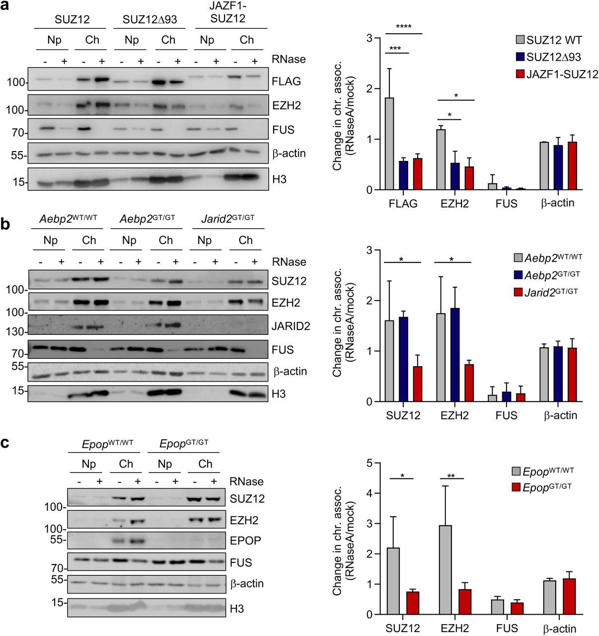 ... SUZ12, EZH2, JARID2, FUS, β-actin and H3 in Aebp2 WT/WT , Aebp2 GT/GT and Jarid2 GT/GT ESC. ... a. Left: Immunoblots for FLAG, EZH2, FUS, β-actin and H3 in nucleoplasm (Np) and chromatin (Ch) fractions from mock or RNaseA-treated Suz12 GT/GT cells expressing either FLAG-tagged SUZ12, SUZ12Δ93 or JAZF1-SUZ12. Representative of three independent experiments. Right : Fold change in FLAG, EZH2, FUS and β-actin in the chromatin fraction upon RNaseA treatment (mean and s.d, n=3). b. As a., but for endogenous SUZ12, EZH2, JARID2, FUS, β-actin and H3 in Aebp2 WT/WT , Aebp2 GT/GT and Jarid2 GT/GT ESC. c. As a., but for endogenous SUZ12, EZH2, EPOP, FUS, β-actin and H3 in Epop WT/WT and Epop GT/GT ESC. See also .