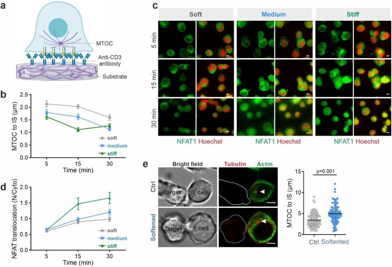 Dynabeads Human T Activator Cd3 Cd28 | Thermo Fisher | Bioz