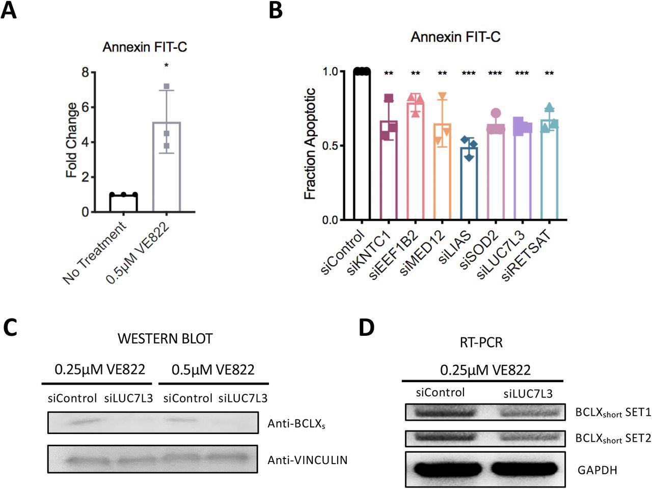 ( A ) Treatment with ATR inhibitors results in apoptosis induction, as measured by the Annexin-V assay. The average of three experiments is shown, with error bars representing standard deviations. Asterisks indicate statistical significance. ( B ) Knockdown of the top 7 hit genes in HeLa cells causes a significant reduction in apoptosis after treatment with 0.5μM VE822 for 36 hours. First, data for each hit was normalized to their own untreated control, and then normalized to siControl. The average of three experiments is shown, with error bars representing standard deviations. Asterisks indicate statistical significance for each hit compared to control. ( C ) Western blot showing a decrease in the amount of the BCLX short isoform in HeLa cells after knockdown of LUC7L3 and ATRi treatment. ( D ) Reverse transcriptase PCR showing a decrease in BCLX short mRNA after knockdown of LUC7L3 and ATRi treatment in HeLa cells.