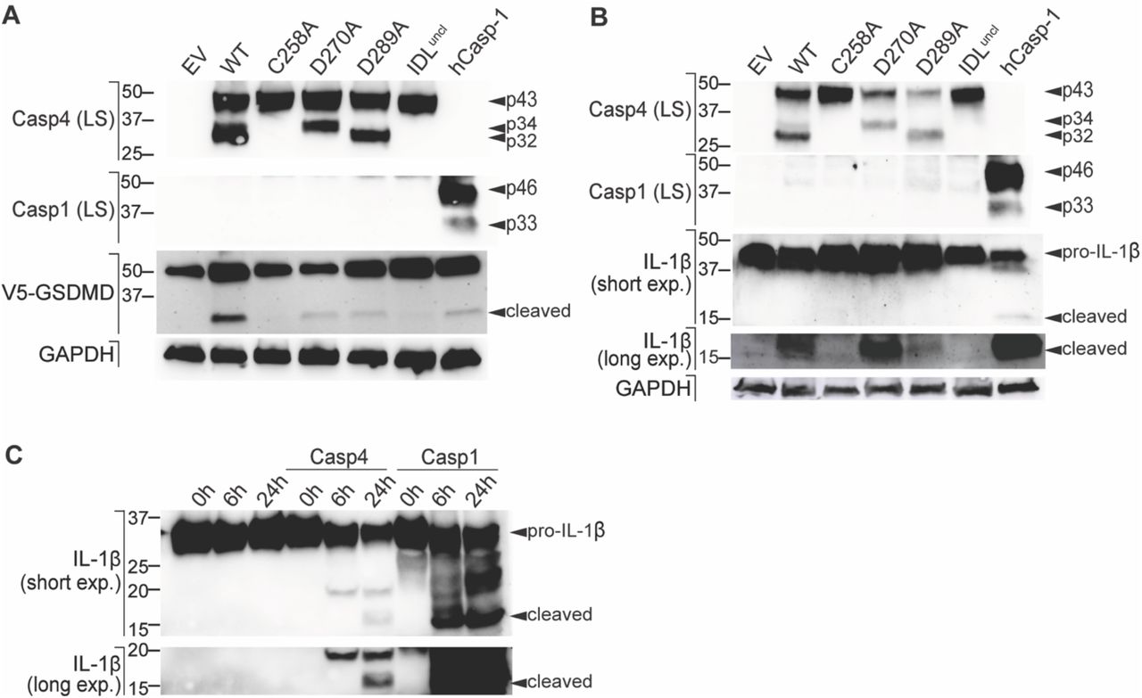 ... ) V5-GSDMD or ( B ) pro-IL-1β in HEK293T cells and caspase-4 was dimerised by cell exposure ... ( A - B ) Caspase-4 constructs were co-expressed with ( A ) V5-GSDMD or ( B ) pro-IL-1β in HEK293T cells and caspase-4 was dimerised by cell exposure to AP20187 (AP). Substrate cleavage was analysed by western blot of the whole cell lysates. ( C ) Recombinant caspase-4 or caspase-1 was incubated with recombinant human pro-IL-1β for 0 h, 6 h, and 24 h. All data ( A - C ) are representative of three biological replicates.