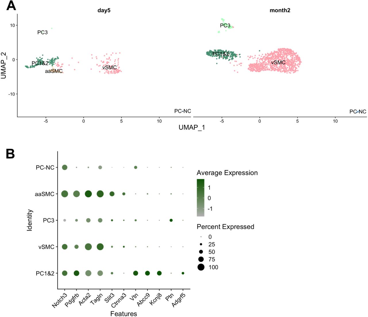 Mouse mural cells sub-cluster into five groups, resembling cell types previously described in the brain, with one (aaSMC) detected only day 5 after PSNL or sham surgery (A). Acta2 & Tagln high vascular smooth muscle cells (vSMC), arteriolar SMCs enriched for Slit3 and Ctnna3 (aaSMC), Vtn & Abcc9 & Kcnj8 positive <t>pericytes</t> (PC1&2), Adgrf5 negative (PC3) and Acta2 negative pericytes (PC-NC). Expression of marker genes is plotted in B. No prominent differences were detected between sham and PSNL groups at either timepoints. 