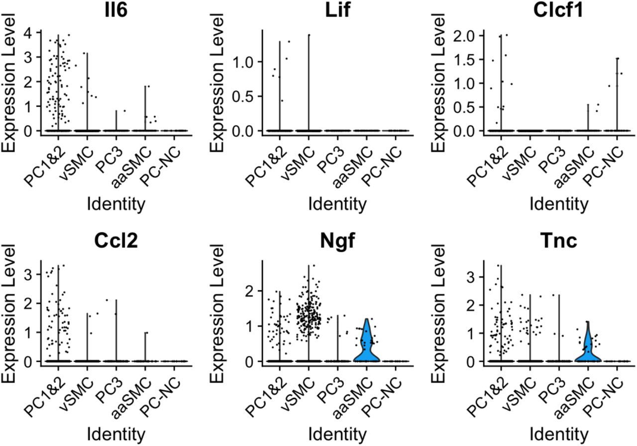 Plotted here is a selection of mediators, the majority of which we identified as differentially expressed in pericytes in our bulk sequencing experiment (Il6, Lif, Clcf1, Ccl2 and Tnc). Their expression patterns appeared to differ across mural cell populations, with significant enrichment of Il6, Ccl2 and Tnc in PC1&2 pericytes, and Clcf1 in Acta2 negative pericytes (PC-NC). 