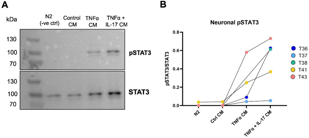 (A) Representative Western blot of neuronal pSTAT3 and STAT3 following conditioned media incubation. See Supplementary Materials for all full-length Western Blots. (B) Quantification of neuronal pSTAT3/STAT3 following incubation with cytokine-activated pericyte conditioned media (CM). Each dot represents an independent neuron differentiation (T36-43, n=5). N2 = neuronal control medium. 