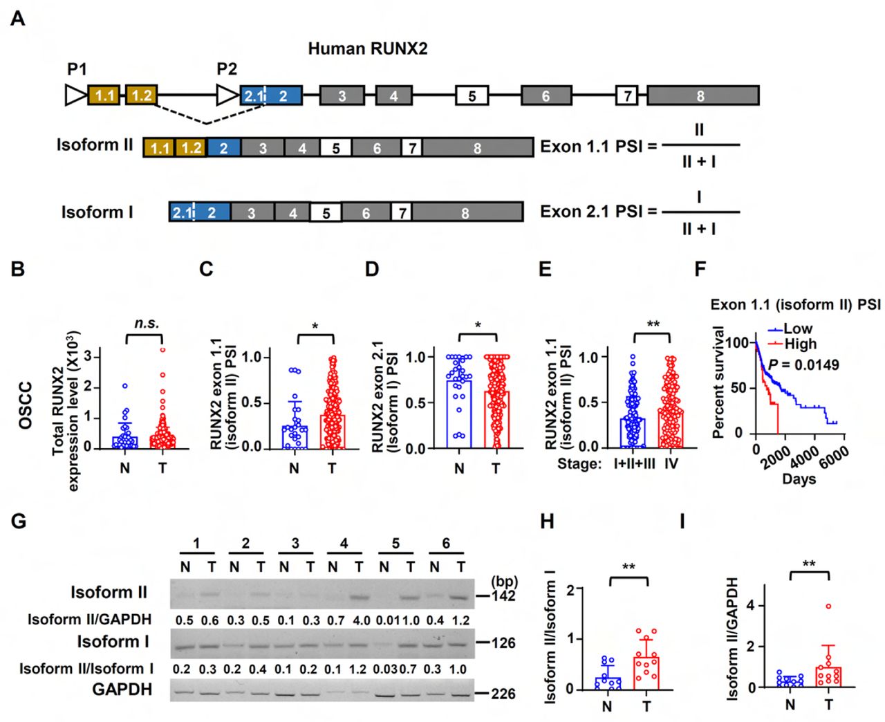Human <t>RUNX2</t> isoform II is overexpressed and associated with poor prognosis in OSCC. (A) Schematic diagram of the isoforms and alternative promoters of the human RUNX2 gene. Boxes and lines represent exons or introns in the pre-mRNA, respectively. P1 and P2 represent promoters. Isoform II is transcribed from P1, while isoform I is transcribed from P2. Exon 5 and 7 are alternative exons. (B-D) The expression levels of total RUNX2 and isoforms in TCGA OSCC patients. (B) The normalized expression levels of total RUNX2, obtained from an online program, TSVdb, in normal (32 cases) or OSCC tissues (309 cases). (C, D) The PSI (percent-splice-in) values of exon 1.1 (isoform II) (C) and exon 2.1 (isoform I) (D) (total 288 cases with PSI values of exon 1.1 and exon 2.1) in normal (27 cases) and OSCC tissues (288 cases) were obtained from an online program, TCGA SpliceSeq. The PSI values represent the relative expression levels of individual isoform. (E) Comparison of exon 1.1 (isoform II) PSI between patients in stage I, II and III (132 cases) and those in stage IV (156 cases) of OSCC TCGA patients. (F) OSCC TCGA patients (total 287 cases with survival data) with low expression (254 cases) or high expression (33 cases) of exon 1.1 (isoform II) in OSCC. Low exon 1.1 (isoform II) PSI was defined as less than mean + 1.44SD (standard deviation). (G) The representative RT-PCR results of isoform II and isoform I in our OSCC or normal samples. GAPDH served as a loading control. (H-I) The scatter dot plot summarized the ratio of isoform II versus isoform I (isoform II/isoform I) (H) or the relative expression levels of isoform II (isoform II/GAPDH) (I) in our clinical OSCC (11 cases) and normal samples (11 cases). * P < 0.05, ** P < 0.01. 