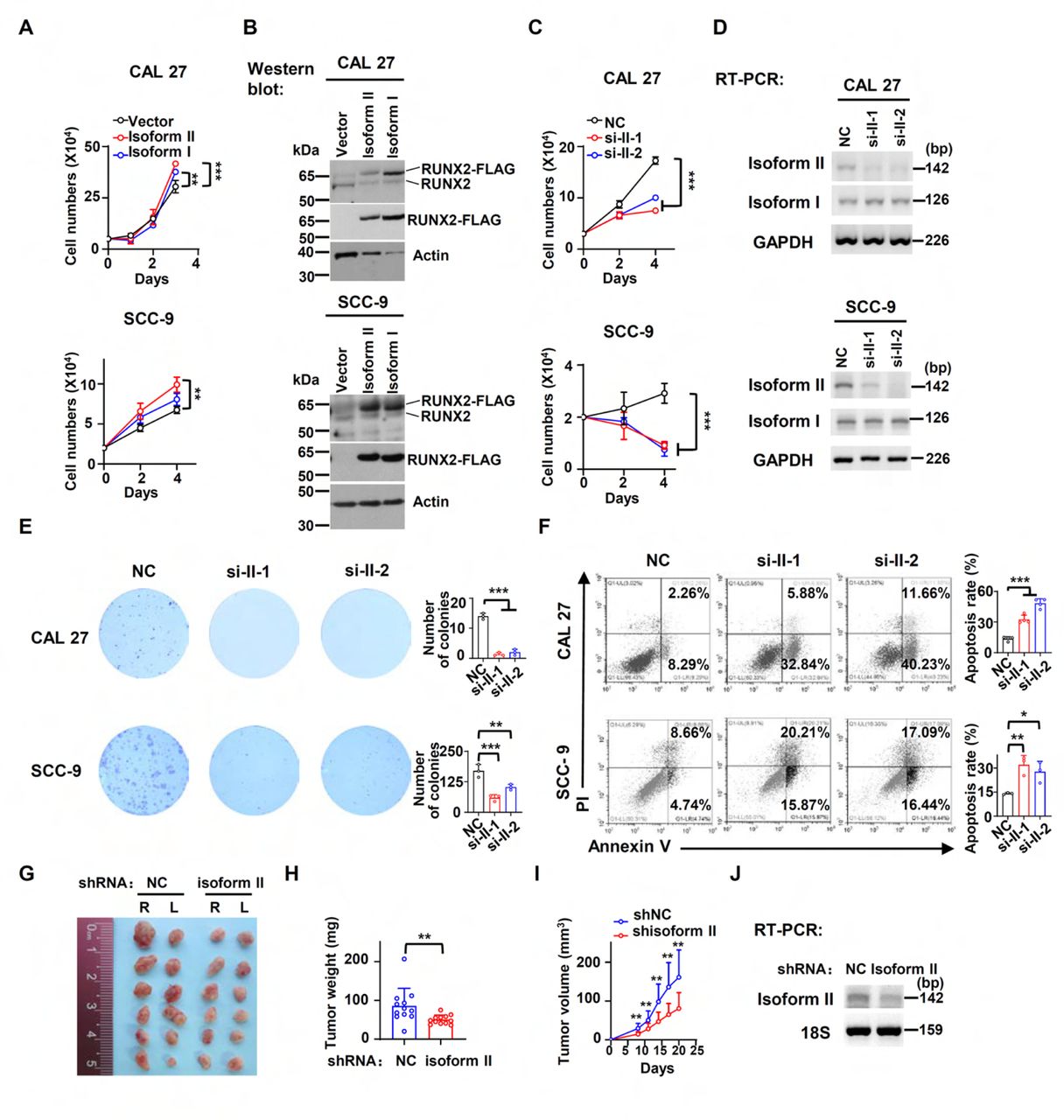 <t>RUNX2</t> isoform II is required for the proliferation in vitro and tumorigenesis in vivo . (A) CAL 27 or SCC-9 cells were stably transfected by isoform II-expression, isoform I-expression or vector control lentivirus. CAL 27 cells were seeded into 24-well plates at day 0 and counted on day 1, 2 and 3. SCC-9 cells were seeded into 24-well plates at day 0 and counted on day 2 and 4. Data are means ± SD, n = 3. (B) Overexpression of RUNX2 isoform II or isoform I was confirmed by Western blot. Actin served as a loading control. (C) Proliferation curves of CAL 27 and SCC-9 cells treated with anti-isoform II siRNAs (si-II-1 or si-II-2) or negative control siRNA (NC). Data are means ± SD, n = 3. (D) Knockdown efficiency of isoform II was analyzed by RT-PCR. GAPDH served as a loading control. (E) Effects of isoform II-knockdown on the clonogenic ability in CAL 27 and SCC-9. The histograms on the right summarized the numbers of colonies (at least 50 cells/colony). Data are means ± SD, n = 3. (F) CAL 27 and SCC-9 cells were treated with si-II-1, si-II-2 or NC siRNA. The cellular apoptosis was analyzed by flow cytometry. The histograms on the right summarized the cellular apoptosis. Data are means ± SD, n = 4 for CAL 27, n = 3 for SCC-9. (G-I) CAL 27 cells with stable isoform II shRNA (shisoform II) or nonspecific shRNA (shNC) were injected into both sides of the dorsum of BALB/c nude mice. (G, H) Tumors were dissected out and weighed on day 21. (I) Tumor volumes were measured on different days. (J) Knockdown efficiency of isoform II was analyzed by RT-PCR. 18S rRNA served as a loading control. * P < 0.05, ** P < 0.01, *** P < 0.001. 