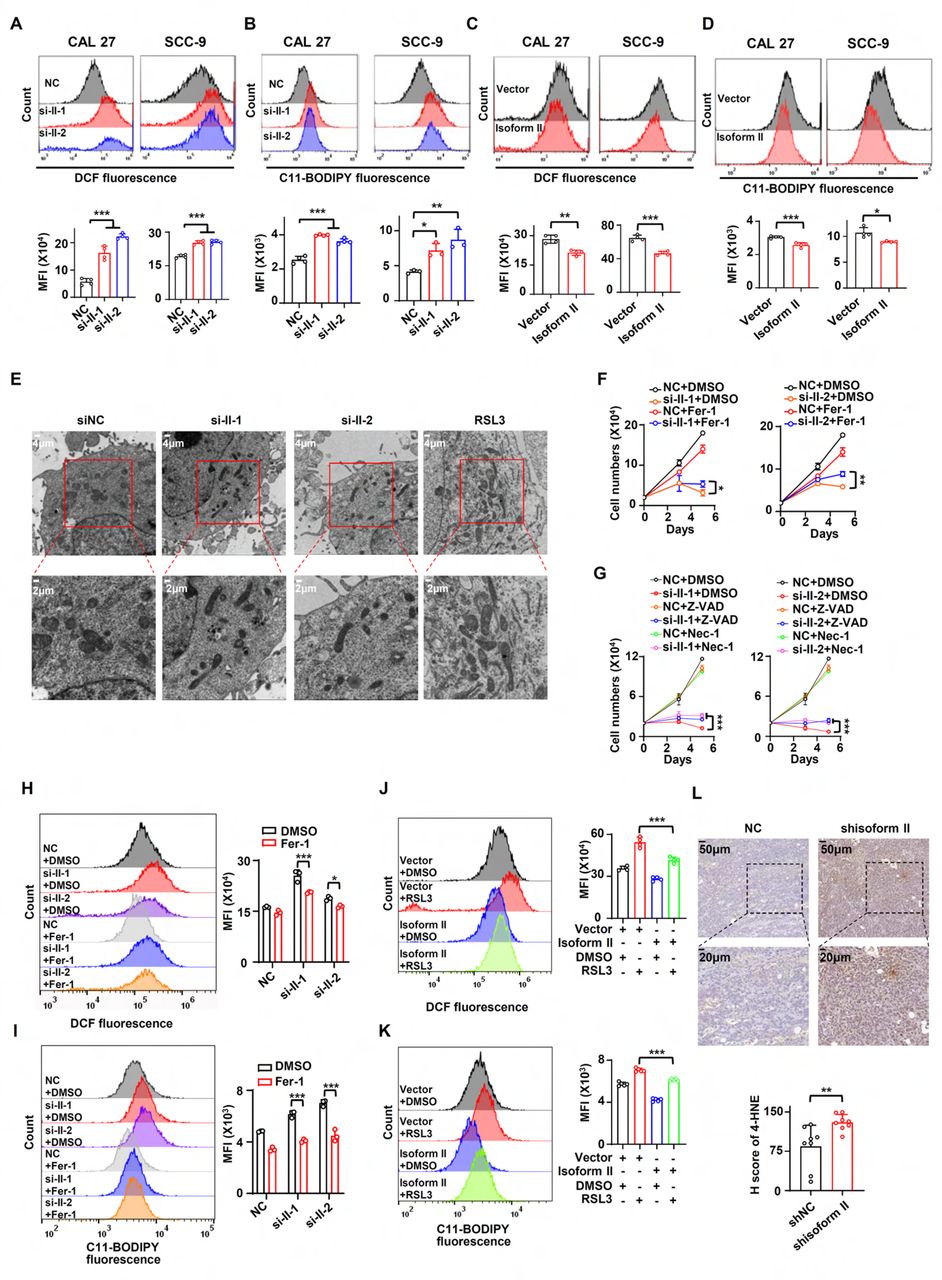 <t>RUNX2</t> isoform II suppresses ferroptosis. (A, B) CAL 27 and SCC-9 cells were treated with anti-isoform II siRNAs (si-II-1 and si-II-2) or negative control siRNA (NC). (A) The levels of total ROS were detected with DCFH-DA using flow cytometry. The histograms below summarized the levels of mean fluorescent intensity (MFI). Data are means ± SD, n = 4. (B) The lipid peroxidation of cells was analyzed with C11 BODIPY 581/591 reagent using flow cytometry. The histograms below summarized the levels of MFI. Data are means ± SD, n = 4 for CAL 27, n = 3 for SCC-9. (C, D) CAL 27 or SCC-9 cells were stably transfected by isoform II-expression or vector control lentivirus. The levels of ROS (C) or lipid peroxidation (D) were detected by flow cytometry. The histograms below summarized the levels of MFI. Data are means ± SD, n = 4. (E) Transmission electron microscopy images of CAL 27 cells transfected with si-II-1, si-II-2 or NC. RSL3 (a ferroptosis activator) served as a positive control. (F) CAL 27 cells transfected with anti-isoform II siRNAs were also treated with ferrostatin-1 (Fer-1, 10 μM), a ferroptosis inhibitor. Negative control siRNA and DMSO were used as controls. Cells were divided into six groups: NC+DMSO, si-II-1+DMSO, si-II-2+DMSO, NC+Fer-1, si-II-1+Fer-1 and si-II-2+Fer-1. To display clear diagrams, the proliferation curves of si-II-1-treated cells or si-II-2-treated cells were shown separately. Data are means ± SD, n = 3. (G) CAL 27 cells transfected with anti-isoform II siRNAs were also treated with Z-VAD (20 μM, an apoptosis inhibitor) or necrostatin-1 (Nec-1, 20 μM, a necroptosis inhibitor). Negative control siRNA and DMSO were used as controls. Cells were divided into nine groups: NC+DMSO, si-II-1+DMSO, si-II-2+DMSO, NC+Z-VAD, si-II-1+Z-VAD, si-II-2+Z-VAD, NC+Nec-1, si-II-1+Nec-1, si-II-2+Nec-1. To display clear diagrams, the proliferation curves of si-II-1-transfected cells or si-II-2-transfected cells were shown separately. Data are means ± SD, n = 3. (H, I) The total ROS levels (H) or lipid peroxidation (I) of cells simultaneously transfected with anti-isoform II siRNAs or NC and treated with Fer-1 or DMSO were detected with DCFH-DA (H) or BODIPY 581/591 reagent (I) by flow cytometry. The histogram on the right summarized the levels of MFI. Data are means ± SD, n = 3. (J, K) The total ROS levels (J) or lipid peroxidation (K) of isoform II-overexpressed cells treated with RSL3 (2 μM, a ferroptosis activator) or DMSO were detected with DCFH-DA (J) or BODIPY 581/591 reagent (K) by flow cytometry. The histogram on the right summarized the levels of MFI. Data are means ± SD, n = 4 for J, n = 5 for K. (L) Representative images of immunohistochemical staining of 4-HNE in tumors with or without isoform II-knockdown (shisoform II vs shNC) in . The histogram below summarized the H score of 4-HNE staining in tumors. * P < 0.05, ** P < 0.01, *** P < 0.001. 