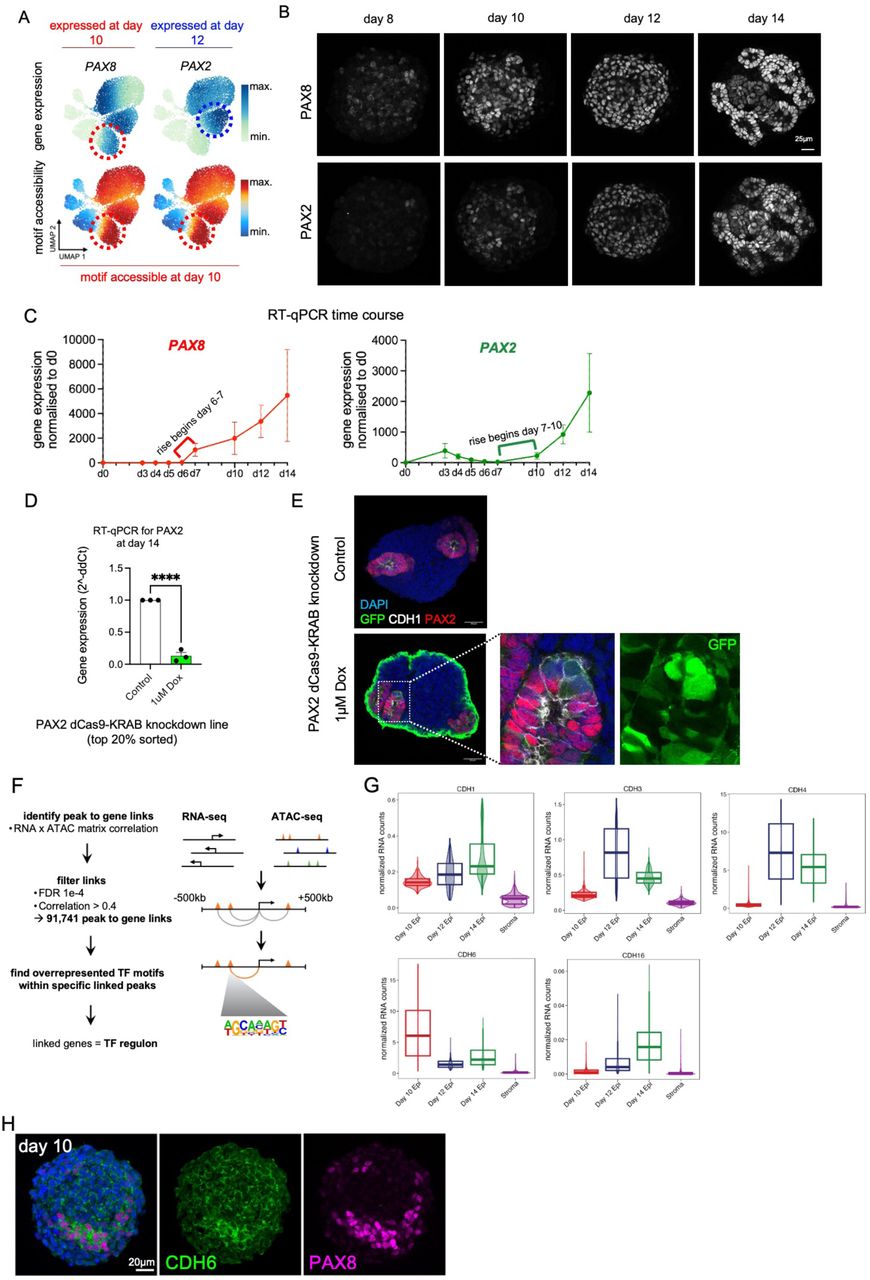 Rt Qpcr Data GraphPad Software Inc Bioz