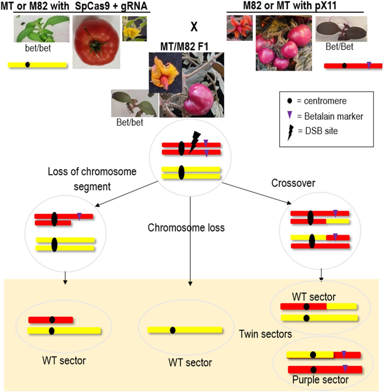 Purification Kit MACHEREY NAGEL Bioz