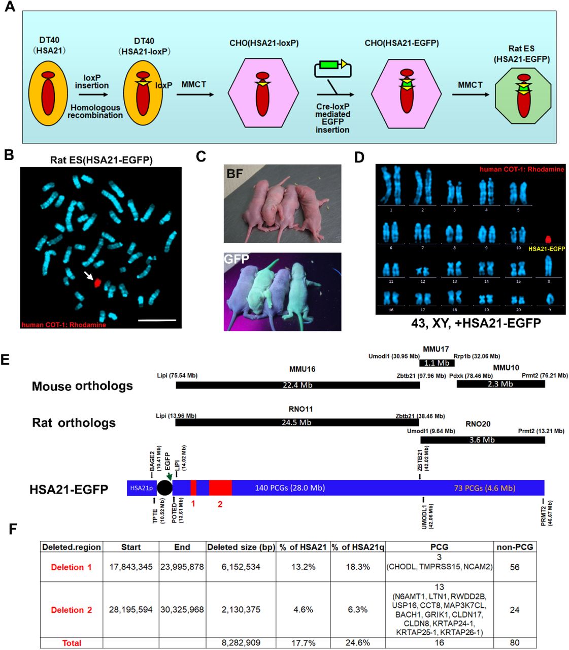 Human Cot 1 Dna Thermo Fisher Bioz