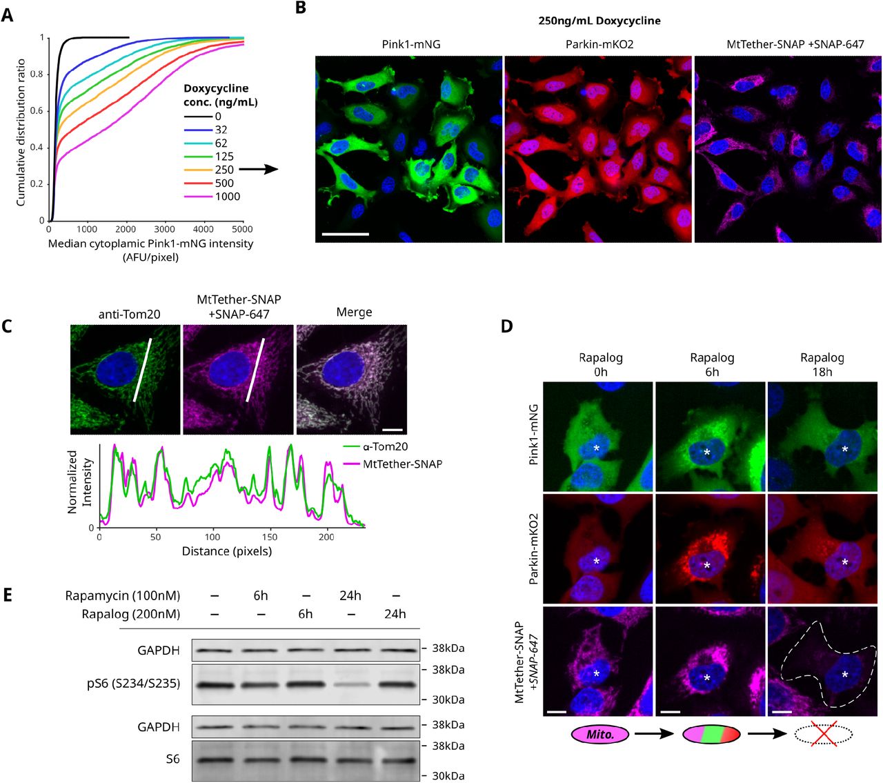 (A) Cumulative distribution of single-cell Pink1 expression levels following 48h doxycycline treatment. (B) Representative images showing population-level expression levels. Scale bar, 50um. (C) Top: Representative cell showing colocalization between MtTether-SNAP stained with <t>SNAP-647</t> and mitochondria immunostained for Tom20. Bottom: pixel intensity values along white line in the single-channel images above. Scale bar in merged channel image, 20um. (D) Representative images showing mitochondrial loss following prolonged rapalog-driven Pink1-mNG and Parkin-mKO2 recruitment. Asterisk indicates cell of interest. Dotted line in bottom right image indicates cell boundary. Scale bars, 10um. (E) Western blot comparison of phosphorylated S6 (top pair) to unphosphorylated S6 (bottom pair) following treatment with either rapamycin or rapalog.