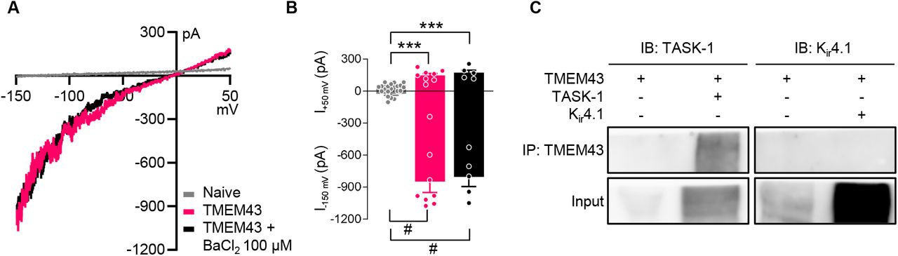 (A) Representative whole-cell I-V curves from naïve CHO-K1 cell and TMEM43 -expressing cell before (pink) and after (black) BaCl 2 treatment (100 μM shown). (B) Summary bar graph of currents plotted at -150 mV (I -150mV ) and +50 mV (I +50mV ) for each condition in (A). (C) Co-immunoprecipitation results of TMEM43 expressed with TASK-1 and K ir 4.1. Cell lysates were immuno-pulled with an anti-TMEM43 antibody and blotted with TASK-1 and K ir 4.1 antibodies. TASK-1 was shown as a positive control.