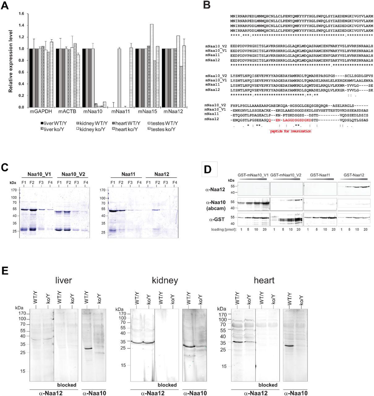 (A) qPCR analyses of mouse NATs (mNATs) in Naa10 WT and KO adult mouse tissue. (B) Sequence ... (A) qPCR analyses of mouse NATs (mNATs) in Naa10 WT and KO adult mouse tissue. (B) Sequence alignment of mNaa10 isoforms and paralogs, including the potential Naa10 paralog mNaa12 (Gm16286, UniProt: Q9CQX6) using Clustal Omega (EMBL-EBI). The peptide used for immunization of rabbits to generate a specific antibody is indicated in red. (C) Full length mNAT cDNA from mouse was amplified and cloned into pGEX-4T1. Proteins were expressed in E. coli BL21 (DE3) and purified via GSH-Sepharose. Shown is a Coomassie stain of fraction 1-4. (D) Cross-reactivity and sensitivity of the used NAT antibodies. 1-20 pmol of GST-mNAT proteins were separated on SDS- PAGE followed by western blot, probed with the indicated antibodies. (E) Recombinant mouse Naa12/human Naa15 chimera complex. Silver-stained denaturing SDS-PAGE (left) containing fractions (#10-20) eluted from an S200 size-exclusion (SEC) chromatography column with fractions evaluated for NatA-type activity indicated (asterisks, below gel) with (F) corresponding radioactive acetyltransferase activity assay comparing the activity of indicated fractions and buffer control (chemical acetylation) towards the SESSS- peptide (filled circles), in the absence of peptide (open circles), and assay background (x). Error bars represent SD of two technical replicates.