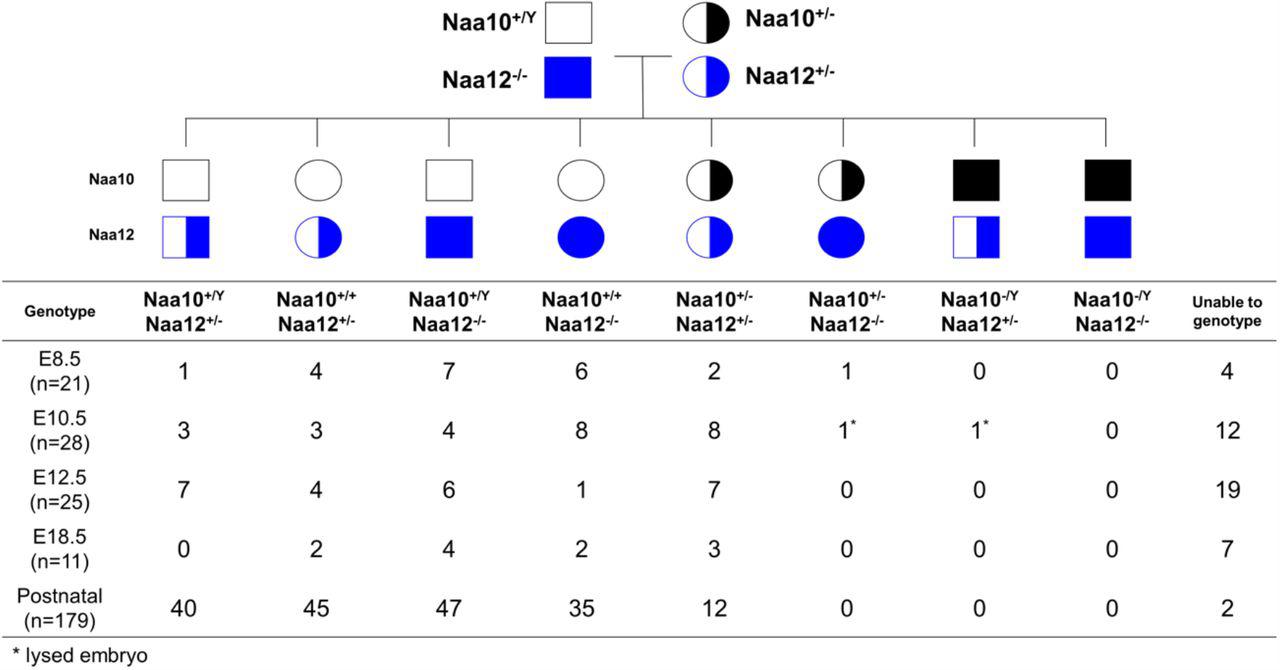 Naa10 Naa12 DKO exhibit embryonic lethality. Pedigree of mating ... Naa10 Naa12 DKO exhibit embryonic lethality. Pedigree of mating and genotypes of pups and embryos at E8.5, E10.5, E12.5 and E18.5.