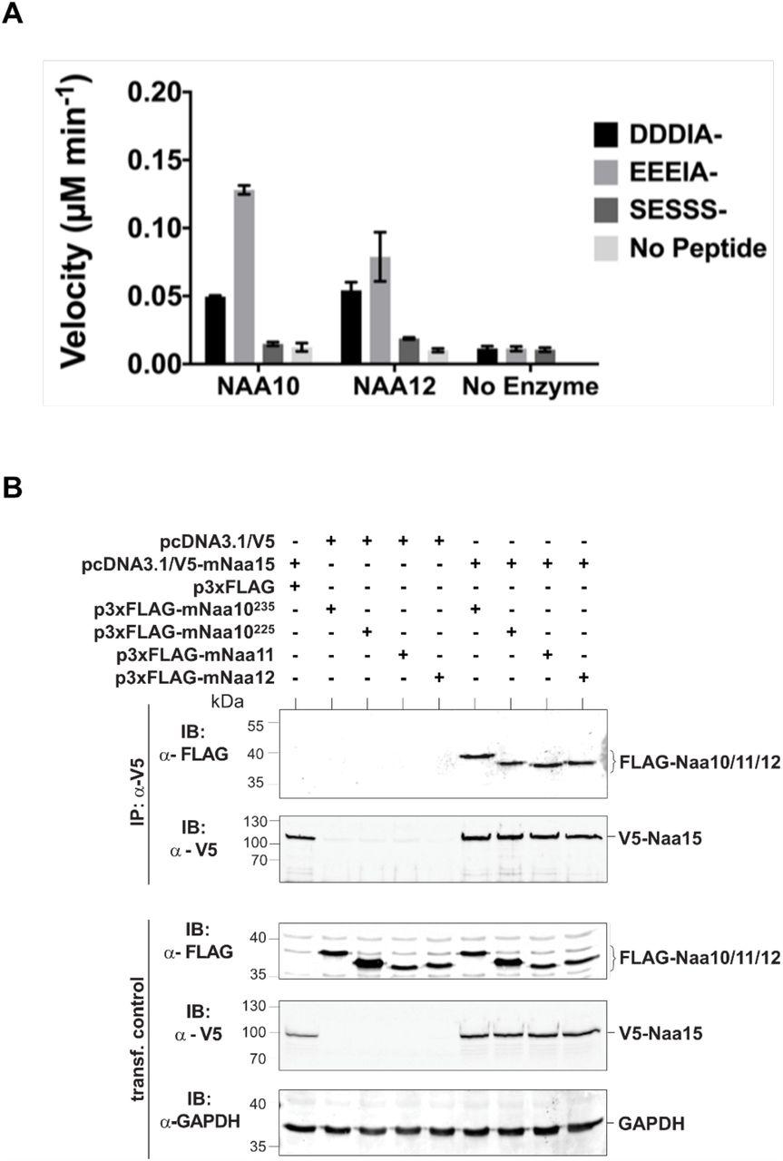 ... vitro N-terminal acetyltransferase radioactive-based assay. Comparison of mouse Naa10 and Naa12 towards Naa10 peptide substrates, beta-actin (DDDIA-) ... (A) In vitro N-terminal acetyltransferase radioactive-based assay. Comparison of mouse Naa10 and Naa12 towards Naa10 peptide substrates, beta-actin (DDDIA-) and gamma-actin (EEEIA-), and the optimal NatA complex peptide substrate, SESSS-. Background control reactions were performed in the absence of either peptide or enzyme. Assays were performed in triplicate; error bars represent S.E.M. (B) Co-immunoprecipitation assay. HEK293 cells were transfected as indicated and lysed after 48 h. Cell lysates were incubated with 1 μg anti-V5 antibody to precipitate V5-tagged Naa15. The isolated complexes were separated on SDS-PAGE and probed with the indicated antibodies. (C) Recombinant mouse Naa12/human Naa15 chimera complex activity. Radioactive acetyltransferase activity assay evaluating the activity of mNaa12-hNaa15 towards peptide (closed circles, “mNaa12-hNaa15”) and peptide chemical acetylation in the absence of enzyme (closed circles, “Buffer”) as well as chemical acetylation of the the enzyme in the absence of peptide (open circles) assay and background (open circles). Error bars represent SD of two technical replicates. These are the same results from fraction #14 (both SESSS- and No Peptide) and both Buffer and Background used to illustrate the size-exclusion-purified mNaa12-hNaa15 complex activity in Supplement Fig. 6F.