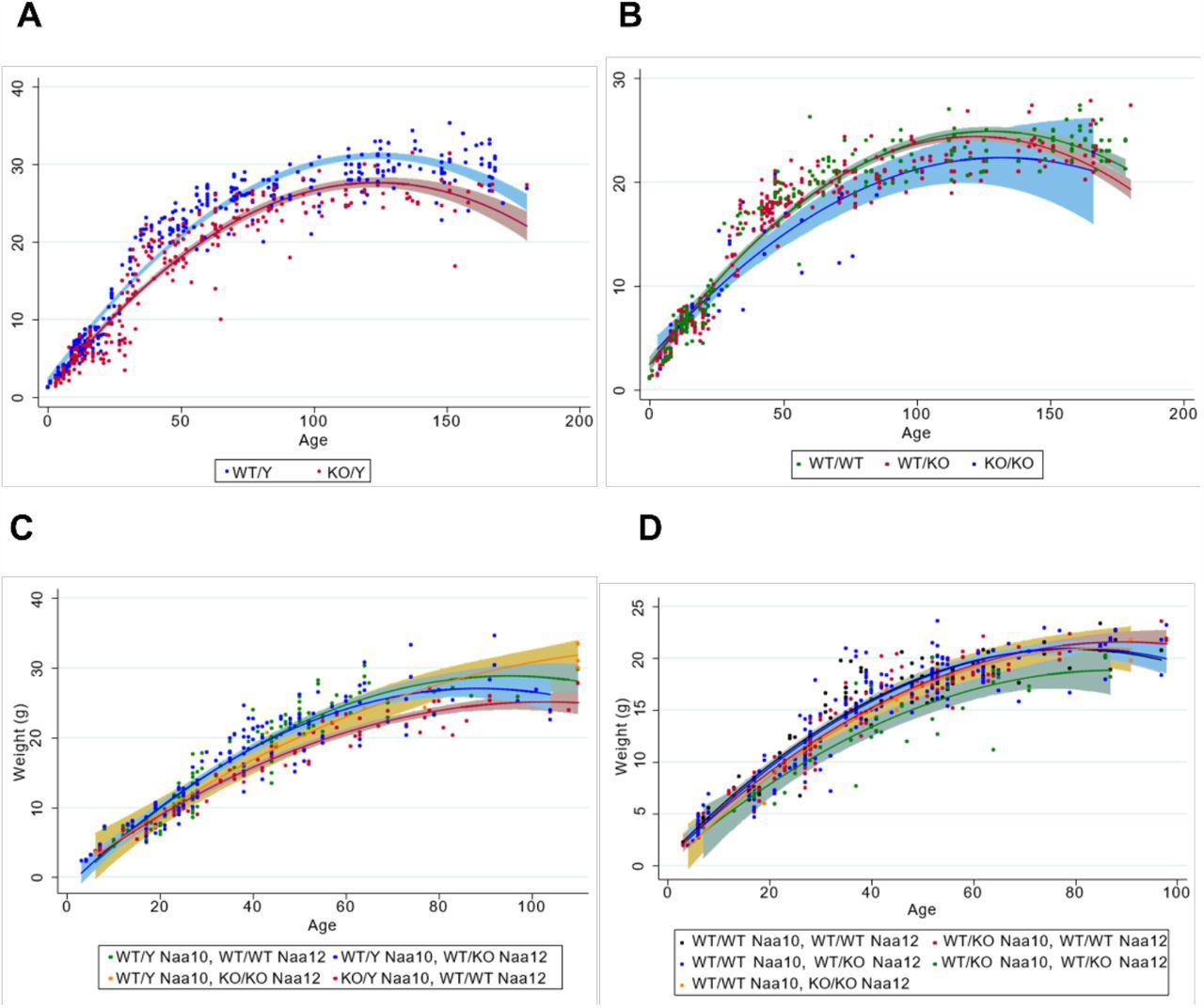 (A) Male body weight for the Naa10 mice on inbred genetic background (8 backcrosses to ... (A) Male body weight for the Naa10 mice on inbred genetic background (8 backcrosses to C57bl6/J). (B) Female body weight for the Naa10 mice on inbred genetic background (8 backcrosses to C57bl6/J). (C) Male body weight for the Naa10 and Naa12 mice on mixed genetic background. (D) Female body weight for the Naa10 and Naa12 mice on mixed genetic background.