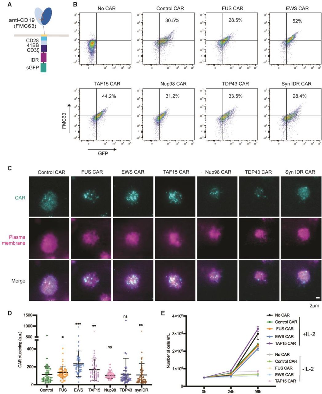 Cd3 Cd28 Human T Activator Dynabeads | Thermo Fisher | Bioz