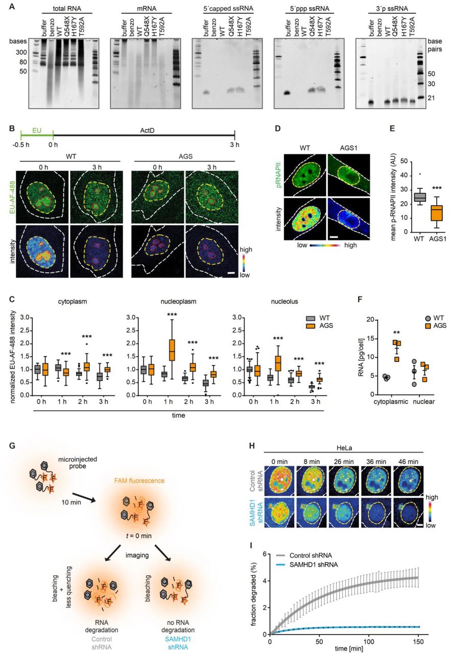 ( A ) RNase activity of wild type (WT) and mutant (Q548X, H167Y, T592A) SAMHD1 towards indicated substrates. Buffer, negative control. Benzo, benzonase, positive control. First lane, ssRNA ladder; last lane, dsRNA ladder. ( B ) EU-Alexa <t>Fluor</t> <t>488</t> (green) and color-coded intensity of metabolically labeled nascent RNA in wild type (WT) and AGS fibroblasts. Scale bar, 5 μm. ( C ) Quantification of normalized RNA intensity. n = 51-82 cells. Box plots: center line, median; box, interquartile range; whiskers, 1.5x interquartile range; dots, outliers. Two-way ANOVA, ***, p<0.001. ( D ) Representative images of immune-stained phosphorylated RNA pol II, (pRNAPII; green) along with color-coded intensity in wild-type (WT) and AGS1 fibroblasts. Outlines of cell and nucleus are marked with white and yellow dashed lines, respectively. Scale bar, 5 μm. ( E ) Quantification of transcriptionally active RNA pol II. n = 11-19 cells. Box plots: center line, median; box, interquartile range; whiskers, 1.5x interquartile range; dots, outliers. Mann-Whitney U test. ***, p<0.001. ( F ) Total RNA levels in cytosol and nuclei from three different passages of AGS1 patient cells and three different wild type controls. Two-way ANOVA with Sidak’s multiple comparisons test. **, p<0.01. ( G ) Schematic of in cellulo RNA degradation assay. A 22 nt ssRNA probe labeled with 5’ FAM (fluorescence reporter, F) and 3’ TAMRA (quencher, Q) was microinjected into nuclei of HeLa cells expressing either control-shRNA or SAMHD1-shRNA and imaged after 10 min. ( H ) Representative images of intensity-coded FAM fluorescence at indicated time points of time series starting 10 min ( t = 0) after microinjection of FAM-TAMRA-labeled ssRNA oligonucleotide. Scale bar, 5 μm. ( I ) Quantification of FAM fluorescence in nuclei over time, where t = 0 is 10 min after microinjection of ssRNA probe. ( A-I ) Data are representative of at least three independent experiments.