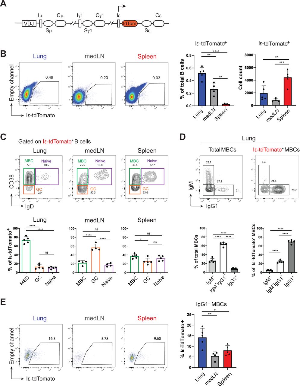 Balb Cbyj Cd45 1 Congenic Mice Cbyj Sjl B6 Ptprca J Jackson