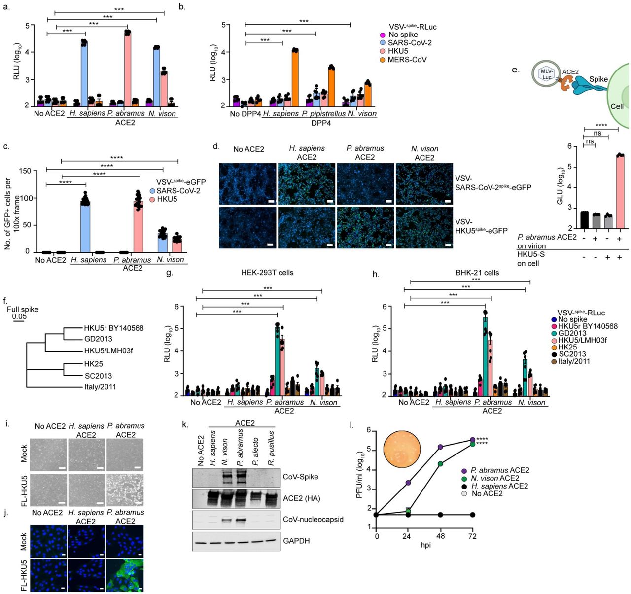 【本物　最安値】ギャラリーデプト ATK CORONA VIRUS The Latest Coronavirus Variants – Spike Protein Mutants