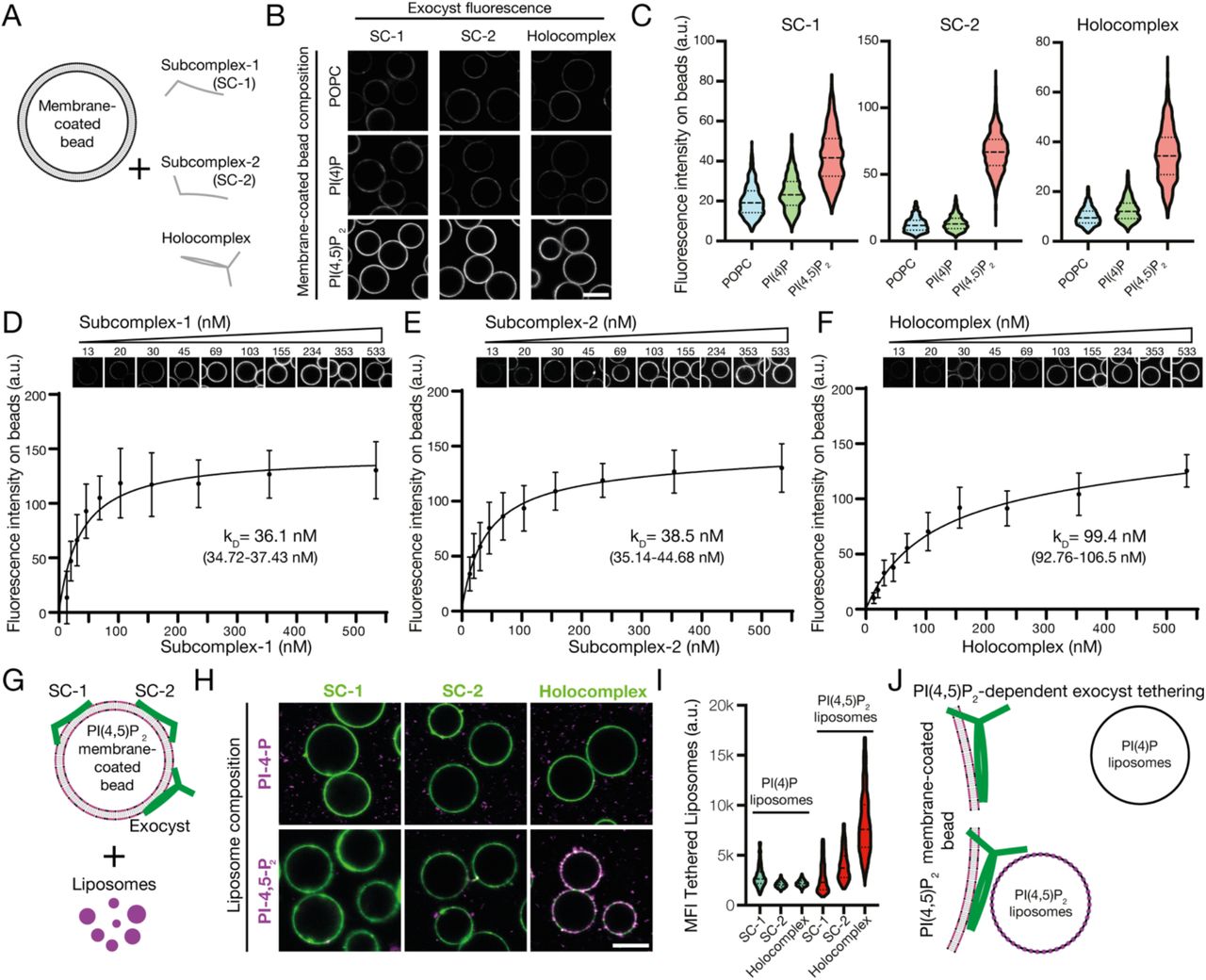 A , Schematic of phosphoinositide specificity experiment. Membrane-coated beads of distinct lipid composition were generated. To these beads, fluorescently-tagged exocyst subcomplexes were added to assess membrane binding by fluorescence microscopy. B , Reconstituted fluorescently-tagged Subcomplex-1, −2, or holocomplex were added at 100 nM to membrane-coated beads. These were formed from a lipid composition of 84.9% 1-palmitoyl-2-oleoyl-glycero-3-phosphocholine (POPC), 10% phosphatidylserine and 5% phosphoinositide or POPC, doped with 0.1% rhodamine-DPPE. Beads were imaged by confocal microscopy. C , Membrane-coated beads were segmented using the rhodamine lipid signal as a membrane mask, and the mean fluorescence intensities of exocyst complexes bound to each bead were determined. Violin plots, 877-1395 segmented beads per condition. D-F , Relative PI(4,5)P 2 membrane binding affinities for the exocyst complexes. Subcomplex-1, −2, or holocomplex were added in a dilution series to membrane-coated beads containing 5% PI(4,5)P 2 and imaged by confocal microscopy. Individual beads were segmented, and a binding saturation curve was fitted resulting in mean kD determination with 95% confidence intervals given. 340-1359 beads were quantified per concentration, mean±standard deviation. G , Schematic of liposome tethering experiment. Subcomplex-1, −2, or holocomplex (150 nM) were bound to 5% PI(4,5)P 2 membranes. Liposomes doped with <t>Atto647N-DOPE</t> and composed with either 5% PI(4)P or PI(4,5)P 2 were added. H-I , Membranes and exocyst complexes were imaged by confocal microscopy, segmented and the fluorescent intensity of tethered liposomes was measured. Violin plots from 430-778 individual beads. MFI, mean fluorescent intensity. J , Exocyst holocomplex tethers two PI(4,5)P 2 , but not PI(4)P, containing membranes to each other.