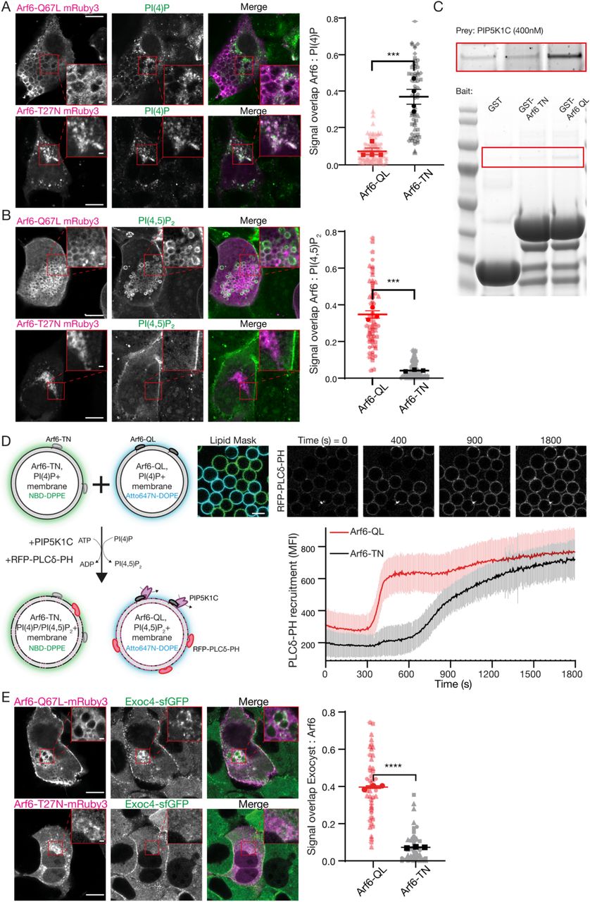 ... or Arf6-Q67L were distinctly labelled with NBD-DPPE or Atto647N-DOPE and mixed. PIP5K1C (12.5 nM) was added, and ... A-B , NMuMG cells were transfected with Arf6-Q67L or Arf6-T27N tagged with mRuby3, and subsequently fixed, permeabilized and stained against either PI(4)P or PI(4,5)P 2 using purified SidC or PLCδ-PH fused to GFP, respectively. Signal overlap between channels was determined using the ImageJ plugin Squassh. Plot shows biological repeats (in bold) with individual cells (in background), n=3-4 repeats with 2936 individual cells each. Asterisks denote p<0.001. Scale bar, 10 μm, inset, 1 μm. C , Purified GST, GST-Arf6-T27N or GST-Arf6-Q67L were bound to resin as bait, and purified PIP5K1C (400 nM) used as prey. Inset (top) is increased contrast. D , Membrane-coated beads harboring PI(4)P and either recombinant Arf6-T27N or Arf6-Q67L were distinctly labelled with NBD-DPPE or Atto647N-DOPE and mixed. PIP5K1C (12.5 nM) was added, and the recruitment of purified PLCδ-PH fused to RFP was measured over time. Beads were segmented using either the NBD or Atto647N signal as masks. Plot is mean fluorescent intensity of recruited PLCδ-PH ± standard deviation, quantified in ImageJ. n=92-99 beads. Scale bars, 10 μm. E , NMuMG cells expressing endogenously sfGFP-tagged Exoc4 were transfected with Arf6-Q67L or Arf6-T27N fused to mRuby3 and imaged using Airyscan confocal microscopy. Signal overlap between channels was determined using the ImageJ plugin Squassh. n=3 repeats with 7-25 individual cells each, asterisks denote p<0.001.