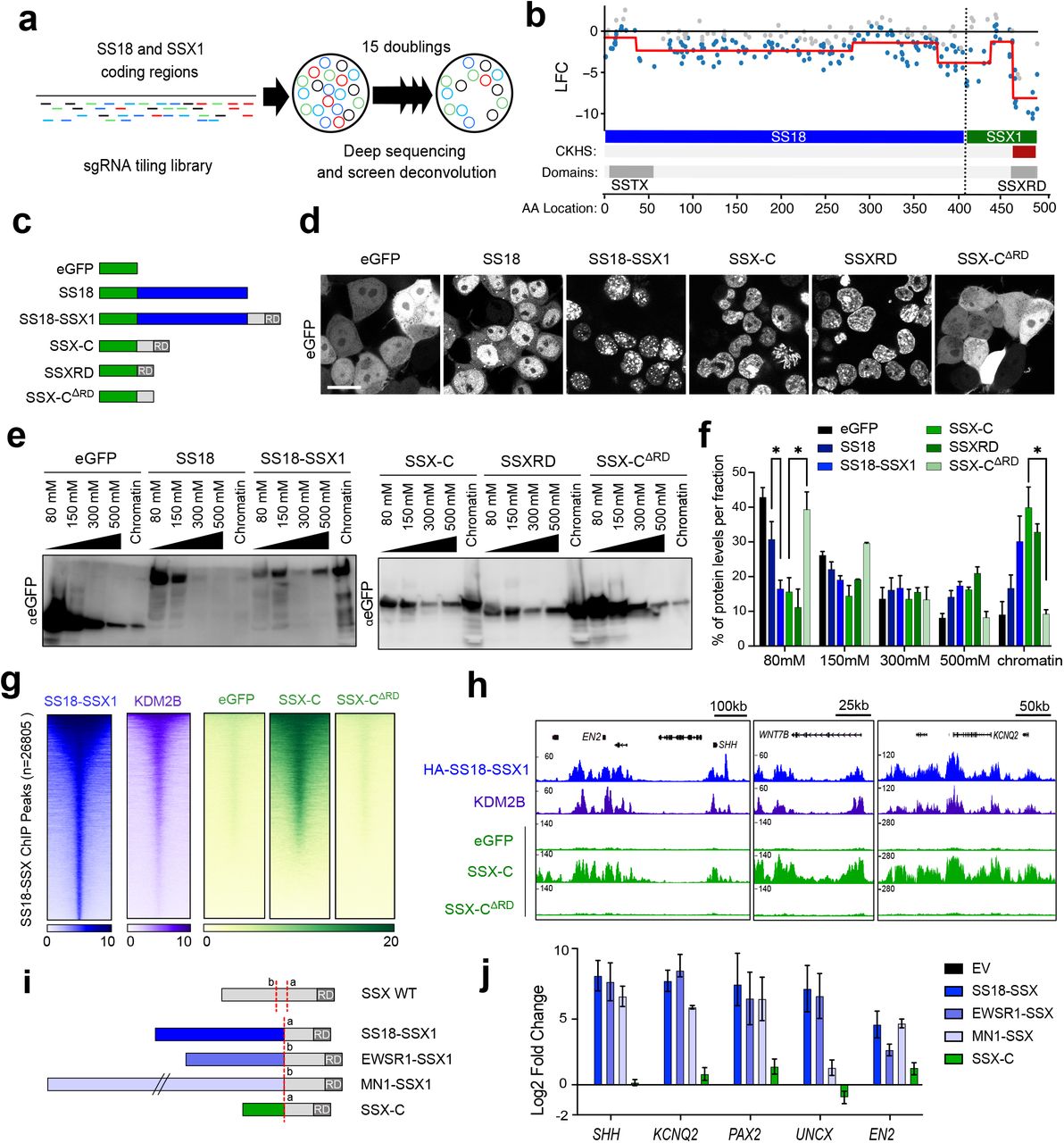 a ) Layout of CRISPR-Cas9 knockout gene-tilling screen. b) Mapping of CRISPR knockout hyper-sensitive (CKHS) regions in <t>SS18-SSX1</t> using ProTiler based on Iog2 fold changes (LFC) of sgRNAs representation in HS-SY-II synovial sarcoma cells. The CKHS region is highlighted in dark red and corresponds to the SSXRD PFAM sequence (PF09514). c) Schematic representation of eGFP (green) fused constructs for SS18, SS18-SSX1, <t>SSX-C</t> (78aa of SSX1 present in the SS18-SSX1 fusion), SSXRD (last 34aa of SSX-C) or SSX-CΔRD (SSX-C with a deletion of the SSXRD). d) Live confocal imaging of the eGFP-fused constructs in HEK193T cells. Scale bar corresponds to 20μm. e) Salt extraction assay in HEK293T expressing the various eGFP constructs. The proteins are detected using an eGFP antibody. f) Percentage of total protein levels per fraction in two or three biological replicates. Data represents the mean and the standard error of the mean (S.E.M). Asterisks represent p-values of paired one-tailed t-test between groups, * p< 0.05. g) Heatmaps for HA-SS18-SSX1, KDM2B ChlP-seq from Banito et al., 2018 and eGFP ChIP in HS-SY-II cells expressing eGFP fused SSX-C or SSX-C ΔRD . Heatmaps represent ChlP-seq signals over HA-SS18-SSX1 broad peaks (n=26805). Rows correspond to ±5-kb regions across the midpoint of each HA-enriched region, ranked by increasing signal in HS-SY-II cells. h) Gene tracks for HA-SS18-SSX1, KDM2B and eGFP ChlP-seq at the EN2, WNT7B and KNCQ2 loci. i) Schematic representing new synovial sarcoma fusions. SS18-SSX1 and the SSX-C contain the canonical breakpoint “a”, while EWSR1-SSX1 and MN1-SSX1 exhibit an alternative breakpoint “b”. j) qRT-PCR displaying Log2 fold change of mRNA levels relative to GAPDH in mesenchymal stem cells (MSCs) expressing the new fusion constructs and controls. Values are normalized to empty vector expression in three biological replicates. Data represents the mean and the standard error of the mean (S.E.M).