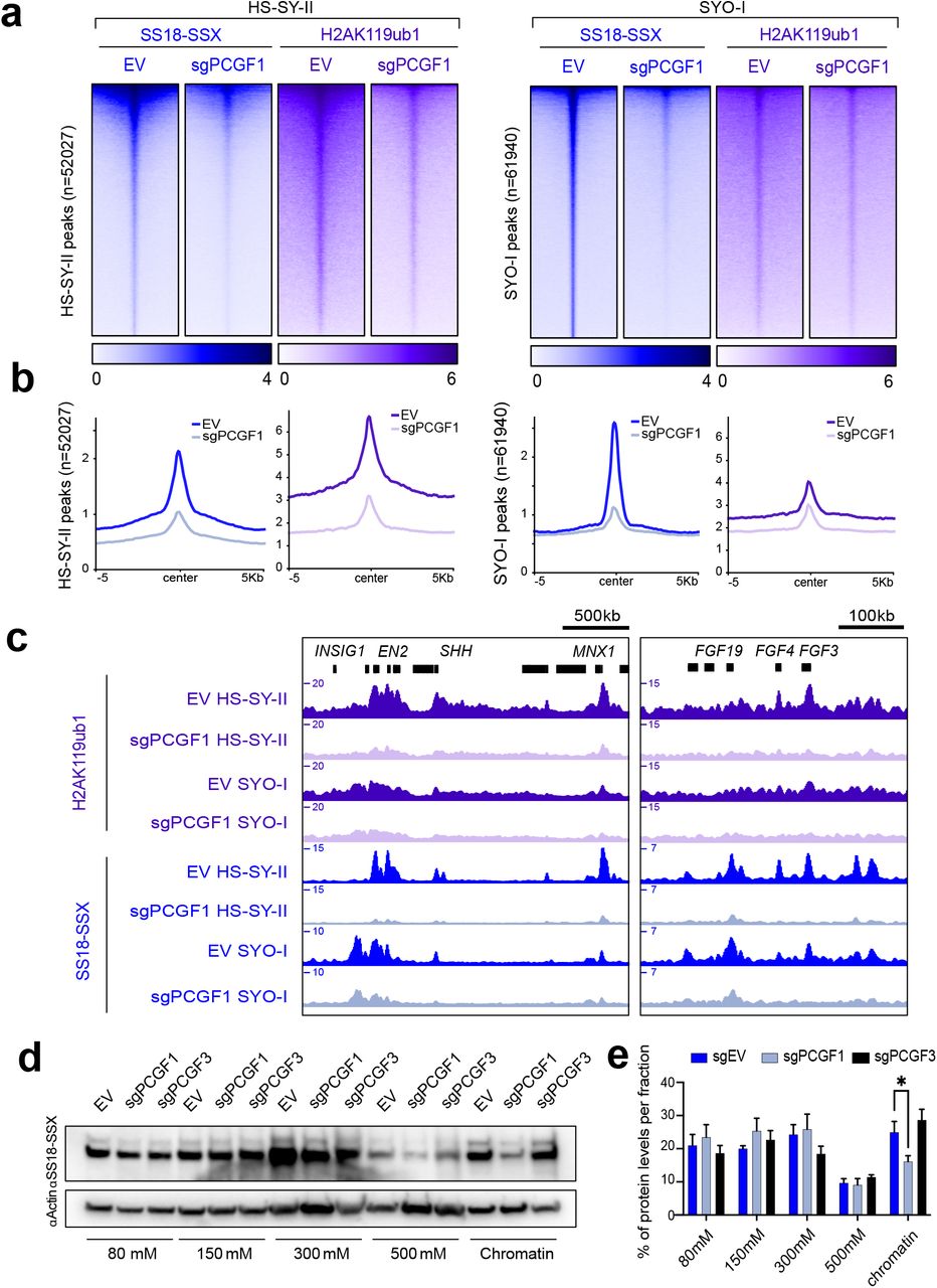 a) Heatmaps of H2AK119ub1 (purple) or SS18-SSX (blue) CUT&RUN signals in HS-SY-II (left) and SYO-I ... a) Heatmaps of H2AK119ub1 (purple) or SS18-SSX (blue) CUT&RUN signals in HS-SY-II (left) and SYO-I (right) Cas9 cells expressing empty sgRNA as control (EV) or targeting PCGF1 (sgPCGFI). Both heatmaps represent CUT&RUN signals over HA-SS18-SSX1 peaks in HS-SY-II (left, n=52027) or SS18-SSX2 peaks in SYO-I (right, n=61940). Rows correspond to ±5-kb regions across the midpoint of each enriched region, ranked by increasing signal. b) H2AK119ub1 and SS18-SSX CUT&RUN score distributions across HA-SS18-SSX1 peaks in HS-SY-II (left, n=52027) or the SS18-SSX2 peaks in SYO-I (right, n=61940). c) Gene track for H2AK119ub1 and SS18-SSX CUT&RUN at the EN2-SHH-NOM1 and FGF4-FGF3 loci. d) Salt extraction assay displaying SS18-SSX1 levels by western blot in HS-SY-II-Cas9 cells expressing an empty vector (EV) or sgRNAs against PCGF1 or PCGF3. e) Quantification of the SS18-SSX protein distribution in the various salt extraction fractions. Data represents the mean and S.E.M for the percentage of total protein per fraction in 3 biological replicates. Asterisks represent p-values of paired one-tailed t-test between groups (* p< 0.05).
