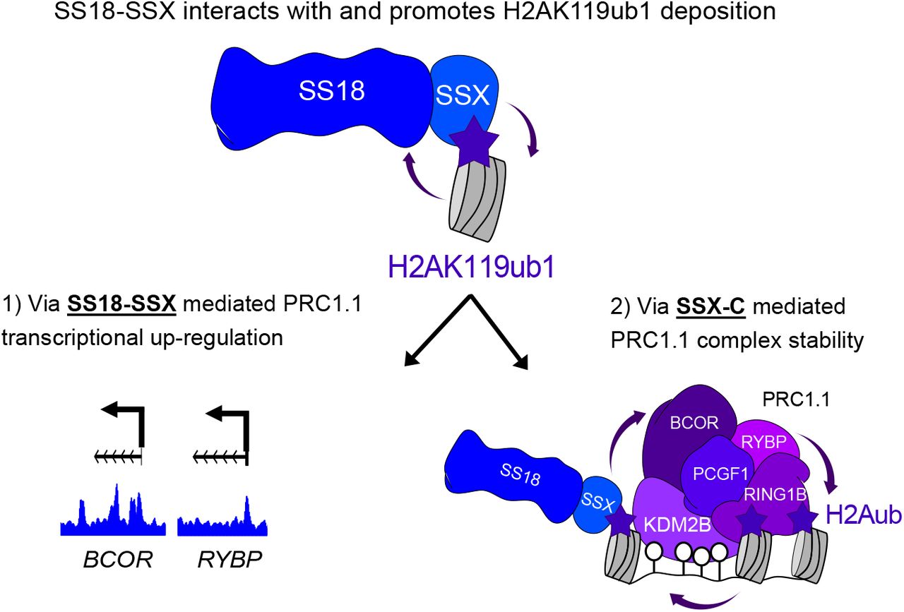 Model depicting the strong interplay between SS18-SSX and H2AK119ub1 where SS18-SSX interacts with histones H2A ... Model depicting the strong interplay between SS18-SSX and H2AK119ub1 where SS18-SSX interacts with histones H2A which are ubiquitinated on their lysine K119. SS18-SSX then promotes further levels of H2AK119ub1 via two distinct mechanisms: 1) by stimulating the transcription of PRC1.1 members BCOR and RYBP as direct targets of the fusion and 2) by increasing the stability of the PRC1.1 complex on chromatin. In both cases H2AK119ub1 levels increase and therefore reinforce SS18-SSX’s presence on chromatin.