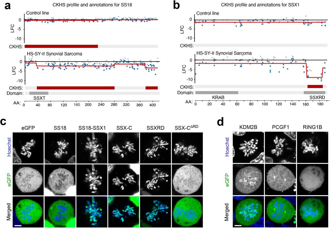 ... HEK293T expressing eGFP fused constructs for SS18, SS18-SSX1, SSX-C, SSXRDand SSX-C ΔRD (c)orKDM2B, PCGF1 and RING1B (d). ... a), b) CRISPR knock-out hypersensitive (CKHS) regions and PFAM domain annotation for SS18 (a) and SSX1 (b) in control, fusion negative cell line (KHOS-240S, osteosarcoma cell line) and in HS-SY-II synovial sarcoma cell line harbouring an SS18-SSX1 fusion. CKHS regions are highlighted in dark red. c), d) Live confocal imaging images of metaphase HEK293T expressing eGFP fused constructs for SS18, SS18-SSX1, SSX-C, SSXRDand SSX-C ΔRD (c)orKDM2B, PCGF1 and RING1B (d). DNA is stained using Hoechst 33342. Scale bars correspond to 5μm.