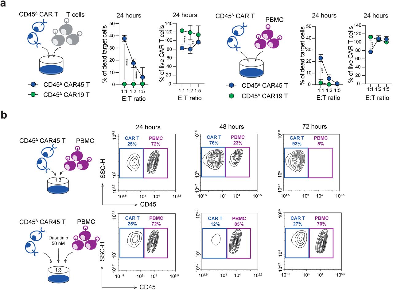 Cd3 Cd28 Human T Activator Dynabeads Thermo Fisher Bioz