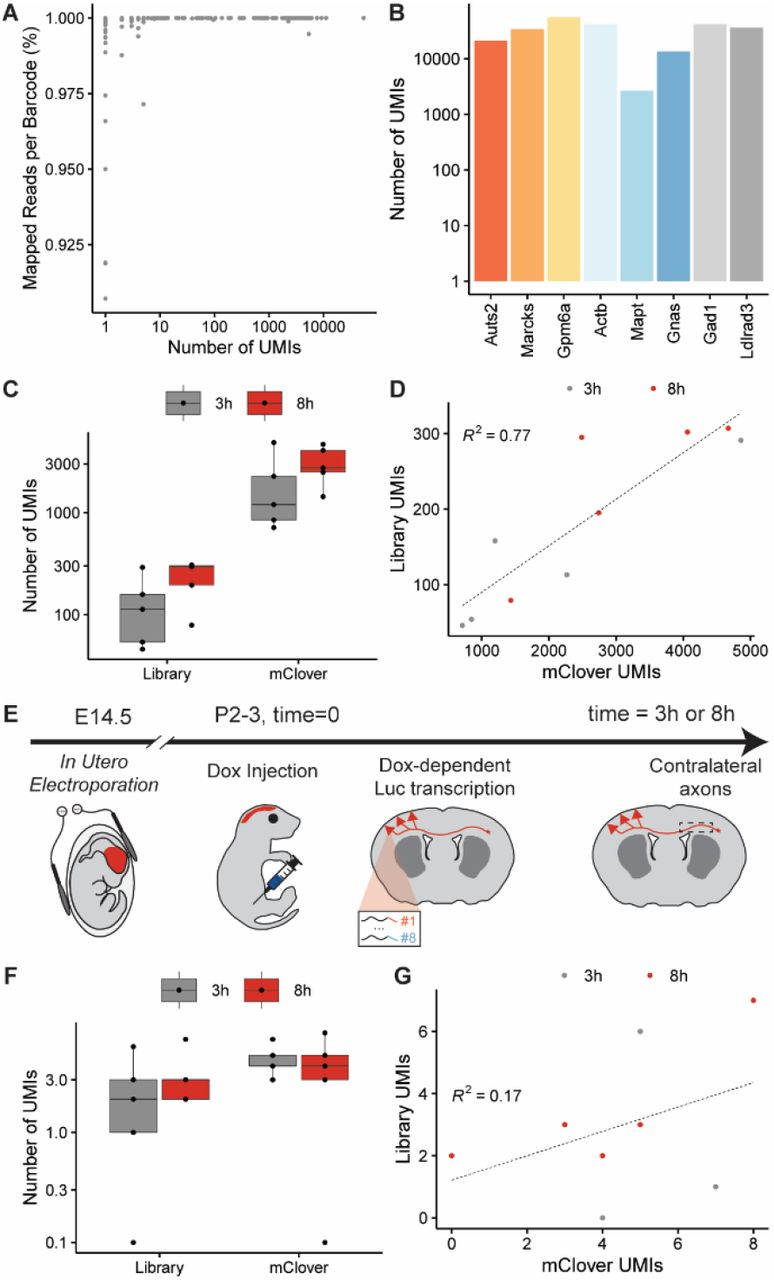 (A) All 3’ UTR barcodes are identified confidently by unique molecular identifiers (UMIs). (B) All 3’ UTR barcodes are identified at high abundances, as quantified by number of UMIs per 3’ UTR barcode. (C) UMIs for barcodes and <t>mClover</t> increase over time after doxycycline injection, motivating normalization by library and mClover abundances. (D) UMIs for barcodes and mClover are well-correlated, enabling use of both factors for normalization. (E) Schematic for in vivo inducible luciferase library assay in CPN axons. CPN express fluorophore and a library of doxycycline-dependent luciferases, each of which is fused to a distinct 3’ UTR, via E14.5 IUE. At P2 or P3 (t = 0), doxycycline is administered via intraperitoneal injection, then fluorescent CPN axons are isolated at distinct time points via microdissection for RNA extraction, sequencing, and differential expression analysis. (F) UMIs for barcodes and mClover are not abundant in CPN axon samples, likely due to the limited level of enrichment. (G) UMIs for barcodes and mClover are poorly correlated, due to low abundance of these mRNAs in CPN axons. 