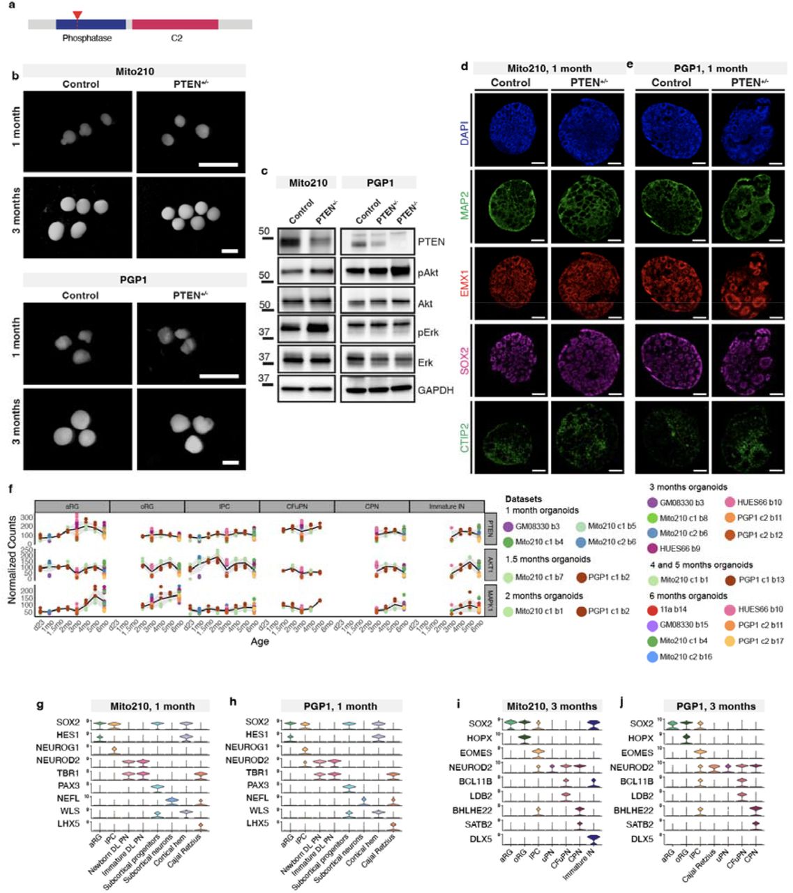 Truecut Tm Cas9 V2 Protein Thermo Fisher Bioz
