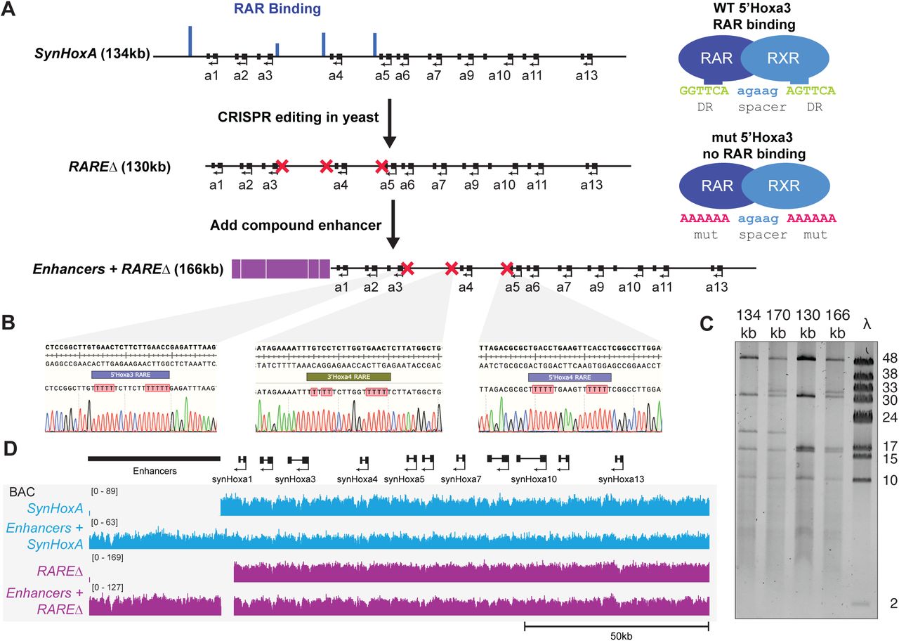 ... were digested with PvuI and separated using FIGE. Lambda monocut ladder sizes are indicated in kb. Bands ... (A) Schematic of assembly strategy for 130kb RAREΔ SynHoxA and 166kb Enhancers + RAREΔ SynHoxA . Nature of the RARE mutations is shown on the right. RAR binding data comes from previously published reports. (see Methods) (B) Sanger sequencing traces confirmed precise CRISPR editing of RAREs in yeast. (C) SynHoxA assemblon BACs purified from E.coli were digested with PvuI and separated using FIGE. Lambda monocut ladder sizes are indicated in kb. Bands correspond to expected fragment lengths. (D) Sequencing data of assemblon BACs purified from E. coli aligned to a custom mm10 reference genome. Positions of the enhancers and protein coding genes are shown in black.