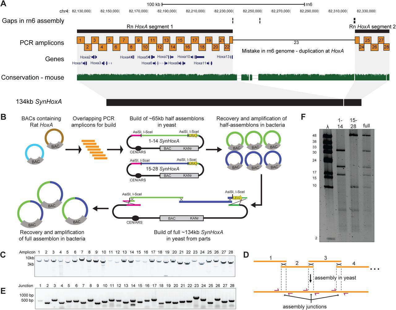 (A) Layout of rat HoxA locus in the rn6 genome assembly. The rn6 genome includes an erroneous duplication at the HoxA locus between gaps in the assembly. The SynHoxA assemblon sequence is based on bringing together the two ‘separate’ RnHoxA segments. The sequence was segmented into 28 ∼5kb PCR amplicons with terminal homology of ∼200bp to adjacent amplicons. Conservation to the mouse genome is depicted using the multiz track from the UCSC genome browser. (B) Schematic depicting the assembly workflow for the 134kb SynHoxA assemblon. BACs containing Rat HoxA were used as PCR template to generate 28 segments tiling the entire HoxA locus. These segments were co-transformed into yeast with appropriate linkers and assembly vector to build two ∼65kb half assemblons into centromeric yeast-bacteria shuttle vectors. These half assemblons are recovered to bacteria and amplified. Full 134kb assemblon was built from half assemblons after releasing them from the vector using terminal restriction enzymes ( AsiSI ) and transforming into yeast. Full assemblon was then recovered from yeast into bacteria for amplification and verification. (C) Agarose gel of the 28 PCR amplicons that tile the 134kb SynHoxA assemblon. (D) Strategy to PCR-screen yeast colonies derived from assembly experiments. Primers (red arrows) span assembly junctions and test presence/absence of amplicons in many yeast colonies. Reproduced from ref with permission from authors. (E) Agarose gel showing one yeast colony carrying the full 134kb SynHoxA assemblon verified manually for the presence of all assembly junctions, using the strategy outlined in panel D. (F) Half and Full 134kb SynHoxA assemblon BACs purified from E.coli were digested with PvuI and separated using field inversion gel electrophoresis (FIGE). <t>Lambda</t> <t>monocut</t> ladder sizes are indicated in kb. Band sizes correspond to expected fragments.
