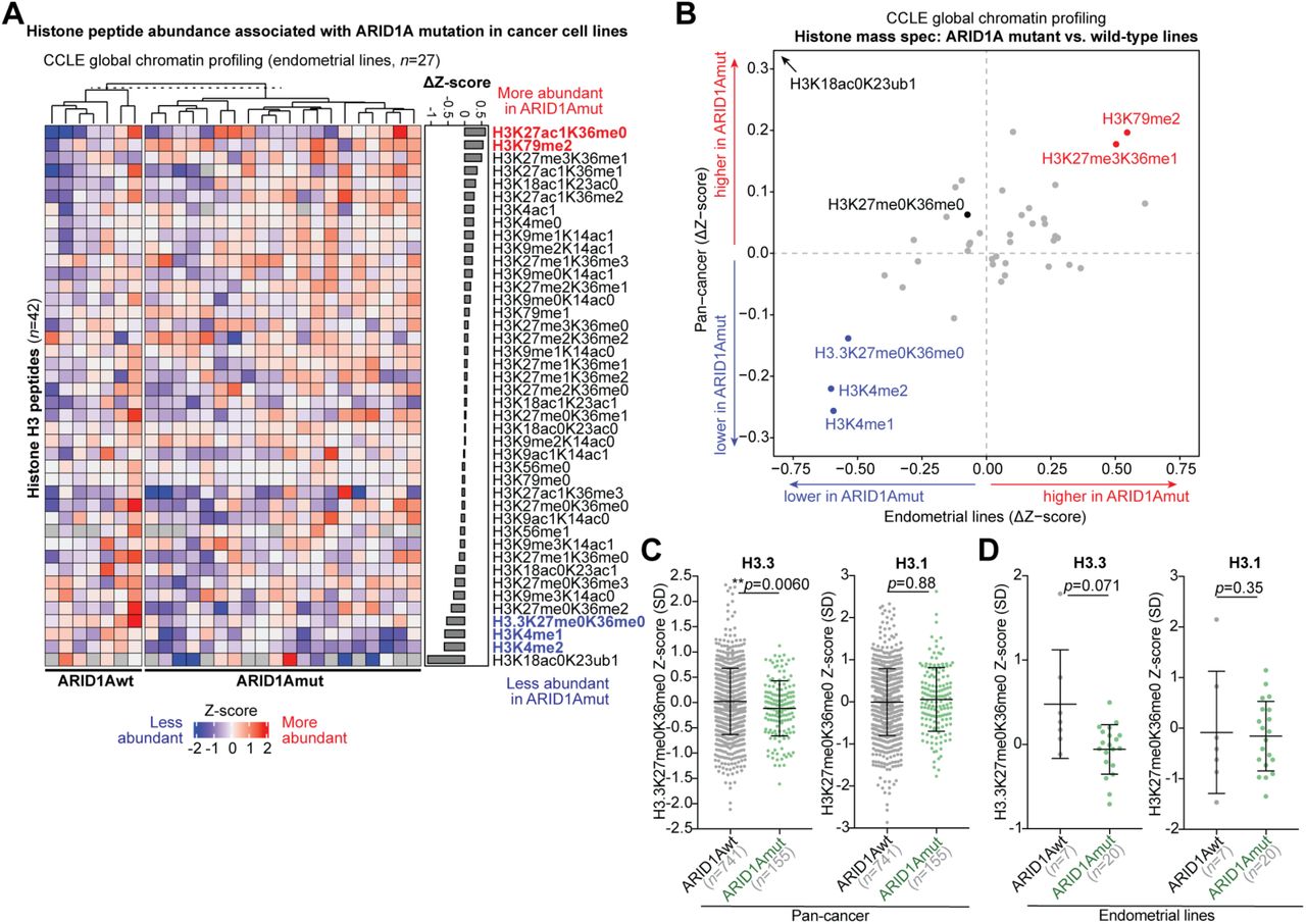 A , Representation of 42 distinct histone H3 peptide measurements by mass spectrometry in public CCLE global chromatin profiling data, specific ally for endometrial cancer cell lines stratified by <t>ARID1A</t> mutation status. Heatmap values are relative peptide abundance Z-scores, where 0 (white) is the mean across all pan-cancer cell lines. H3 peptides were then ranked ( y -axis) by differential abundance between ARID1A mutant vs. wild-type lines. B , Summary of ARID1A mutant peptide associations across all cancer cell lines ( n = 896, y -axis) or specifically endometrial cancer lines ( n = 27, x -axis). C - D , Box dot plots showing relative abundance of H3.3 vs. canonical H3.1 peptides in ARID1A wild-type and mutant lines: C , pan-cancer lines; D , endometrial lines. Statistic is two-tailed, unpaired Welch’s t -test.