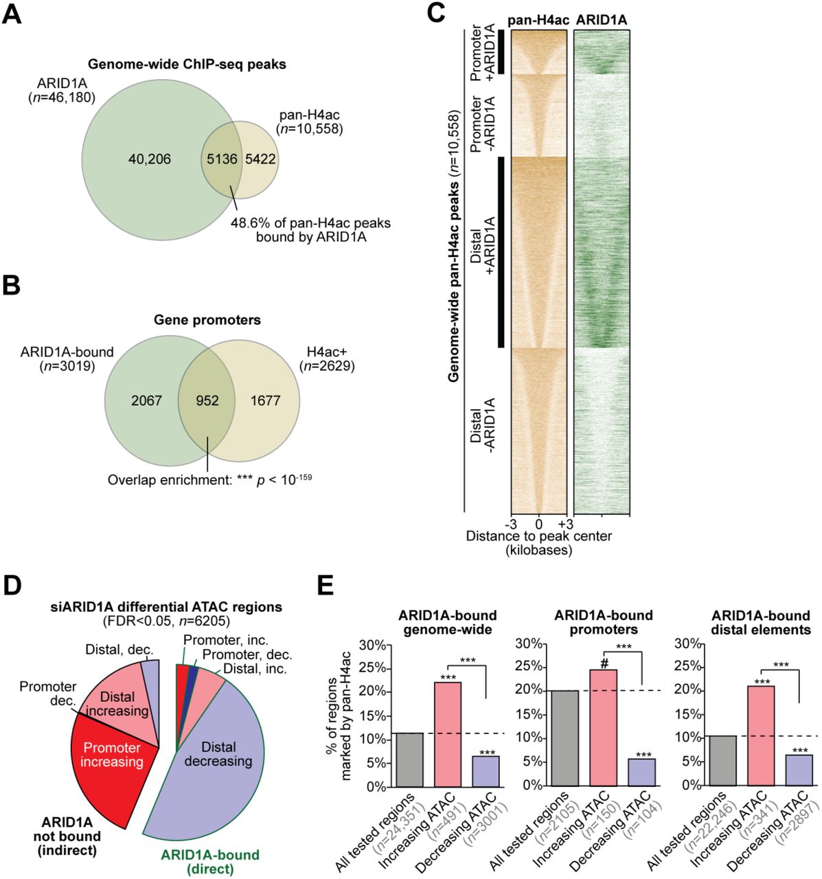 ... (called by MACS2 ) for pan-H4ac compared to ARID1A. 48.6% of pan-H4ac peaks are co-marked by ARID1A ... A , Euler diagram displaying overlapping genome-wide ChIP-seq peaks (called by MACS2 ) for pan-H4ac compared to ARID1A. 48.6% of pan-H4ac peaks are co-marked by ARID1A binding. B , Euler diagram displaying overlapping gene promoters marked by pan-H4ac (H4ac+) and ARID1A binding. Statistic is hypergeometric enrichment test. C , Heatmap displaying ChIP-seq signal across 10,558 genome-wide pan-H4ac ChIP-seq peaks. Signal is quantified as ChIP – Input. Peaks are ranked by overall pan-H4ac signal and stratified by ARID1A binding and promoter (<3 kb from a TSS) vs. distal (>3 kb from a TSS). D , Annotation and directional breakdown of 6205 significant (FDR < 0.05) differentially accessible genomic regions, measured by ATAC-seq, following ARID1A depletion via siRNA (siARID1A). Regions are further segregated based on ARID1A binding status. E , Association of pan-H4ac with siARID1A differential ATAC regions directly bound by ARID1A and separated by direction of accessibility change genome-wide (left), at promoters (center), and at distal elements (right). Statistic is hypergeometric enrichment test and two-tailed Fisher’s exact test. # p < 0.10, *** p < 0.001.