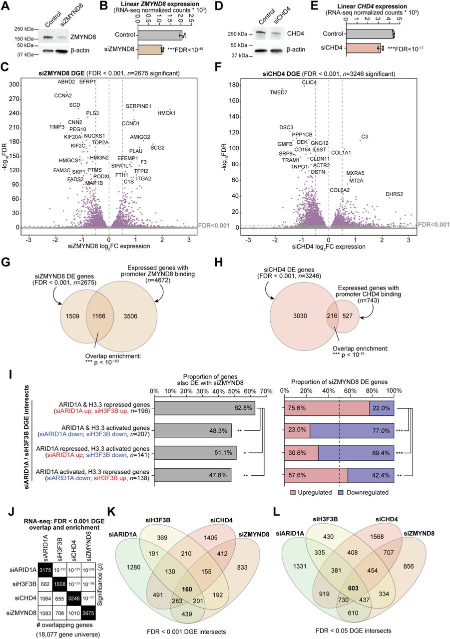 ... I , Left, association of siZMYND8 DGE among ARID1A-H3.3 co-regulated gene classes described in . Right, distribution ... A , Immunoblot for (top) ZMYND8 compared to (bottom) β-actin loading control in 12Z cells treated with non-targeting control siRNA or siZMYND8 (ZMYND8 knockdown). B , RNA-seq expression of ZMYND8 in control and siZMYND8 cells. Statistic is FDR-adjusted DESeq2 Wald test. C , Volcano plot for differential gene expression between siZMYND8 and control cells. FDR < 0.001 was used as a significance threshold. Top significant ZMYND8-dependent genes are labeled. D - F , CHD4 siRNA knockdown (siCHD4) framework and RNA-seq analysis as in A - C . G , Euler diagram displaying overlap between siZMYND8 differential gene expression (DGE) and ZMYND8 promoter-bound genes. Statistic is hypergeometric enrichment test. H , Euler diagram displaying overlap between siCHD4 DGE and CHD4 promoter-bound genes. Statistic is hypergeometric enrichment test. I , Left, association of siZMYND8 DGE among ARID1A-H3.3 co-regulated gene classes described in . Right, distribution of significantly upregulated (ZMYND8 repressed) vs. downregulated (ZMYND8 activated) siZMYND8 DE genes among ARID1A-H3.3 co-regulated gene classes. Statistic is two-tailed Fisher’s exact test. J , RNA-seq DGE (FDR < 0.001) overlap and enrichment across the four analyzed knockdown conditions: siARID1A, siH3F3B, siCHD4, and siZMYND8. The black cell diagonal represents the number of total significant DE genes in that condition. The bottom-left triangle displays the number of overlapping DE genes between pairwise knockdowns. The upper-right triangle displays the overlap enrichment significance by hypergeometric enrichment test. A reduced 18,077 gene set universe was used that contains genes with detected expression in all analyzed conditions. K , Overlap of FDR < 0.001 DGE sets across the four analyzed knockdown conditions. L , Overlap of FDR < 0.05 DGE sets across the four analyzed knockdown conditions, corresponding with .