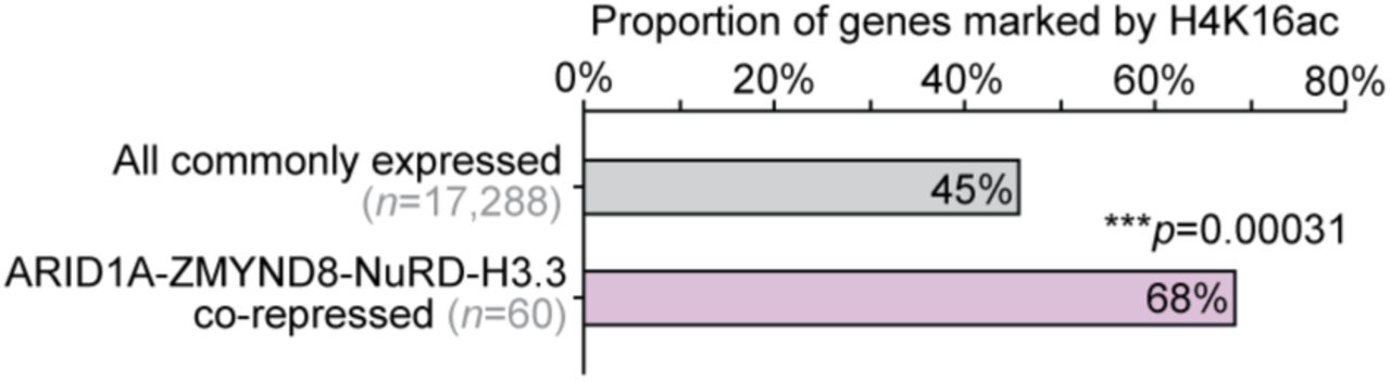 ... H4K16ac at gene promoters or gene bodies of ARID1A-H3.3-ZMYND8-CHD4 co-repressed genes—i.e. genes that are upregulated (FDR < ... Enrichment of H4K16ac at gene promoters or gene bodies of ARID1A-H3.3-ZMYND8-CHD4 co-repressed genes—i.e. genes that are upregulated (FDR < 0.05) following treatment with siARID1A, siH3F3B, siZMYND8, and siCHD4—compared to all expressed genes with chromatin data. Statistic is hypergeometric enrichment test.