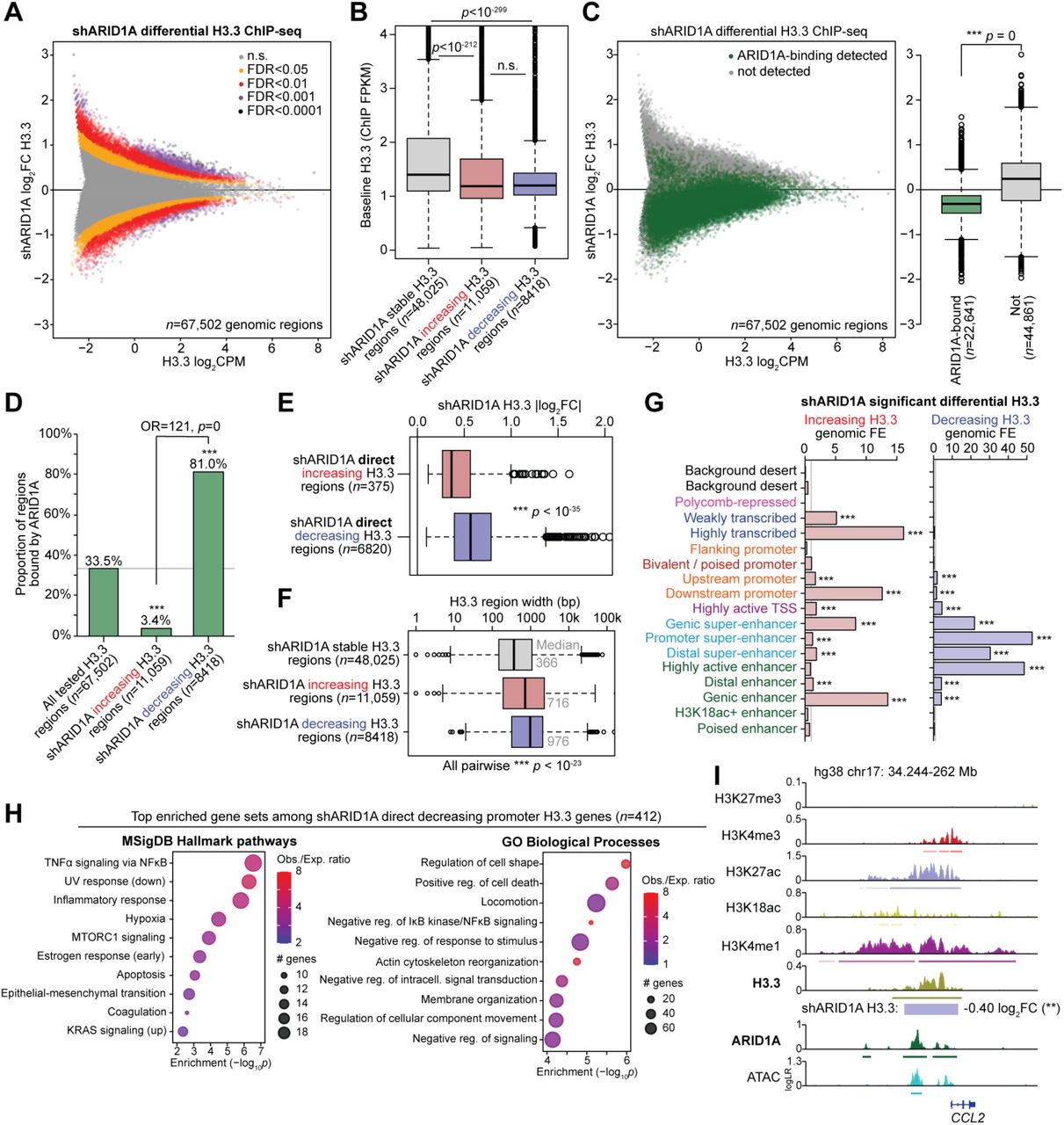 ... (ChIP FPKM) at regions with stable H3.3 following ARID1A knockdown, regions that display increasing H3.3, and regions ... A , MA plot of shARID1A vs. control differential H3.3 ChIP-seq, n = 67,502 tested genomic regions. Regions are colored based on shARID1A differential H3.3 significance. FDR < 0.05 was used as the significance threshold for all downstream analyses. B , Baseline H3.3 abundance (ChIP FPKM) at regions with stable H3.3 following ARID1A knockdown, regions that display increasing H3.3, and regions that display decreasing H3.3. Statistic is two-tailed, unpaired Wilcoxon’s test. C , shARID1A differential H3.3 regions segregated by detection of ARID1A binding in wild-type cells. Left, MA plot with all genome-wide H3.3 tested regions, colored by ARID1A binding status. Right, box plot quantification of shARID1A log 2 FC H3.3 abundance, segregated by ARID1A binding status. Statistic is two-tailed, unpaired Wilcoxon’s test. D , Enrichment of ARID1A binding detection at regions with decreasing H3.3 following ARID1A loss compared to all tested H3.3 regions. Statistics are hypergeometric enrichment test and pairwise two-tailed Fisher’s exact test. E , Magnitude of H3.3 change (log 2 FC) among ARID1A-bound (direct) shARID1A significantly decreasing vs. increasing H3.3 regions. Statistic is two-tailed, unpaired Wilcoxon’s test. F , Distribution of H3.3-enriched region widths among shARID1A stable vs. increasing vs. decreasing H3.3 regions. Statistic is two-tailed, unpaired Wilcoxon’s test. G , Chromatin state enrichment among shARID1A increasing and decreasing H3.3 regions, calculated per 200 bp genomic interval. Statistic is hypergeometric enrichment. H , Top 10 significant (FDR < 0.05) enriched Hallmark pathways (left) and GO Biological Process gene sets (right) among genes with shARID1A direct (ARID1A-bound) decreasing promoter H3.3. I , Representative hg38 locus near CCL2 displaying H3.3 maintained by ARID1A chromatin interactions. *** p < 0.001.