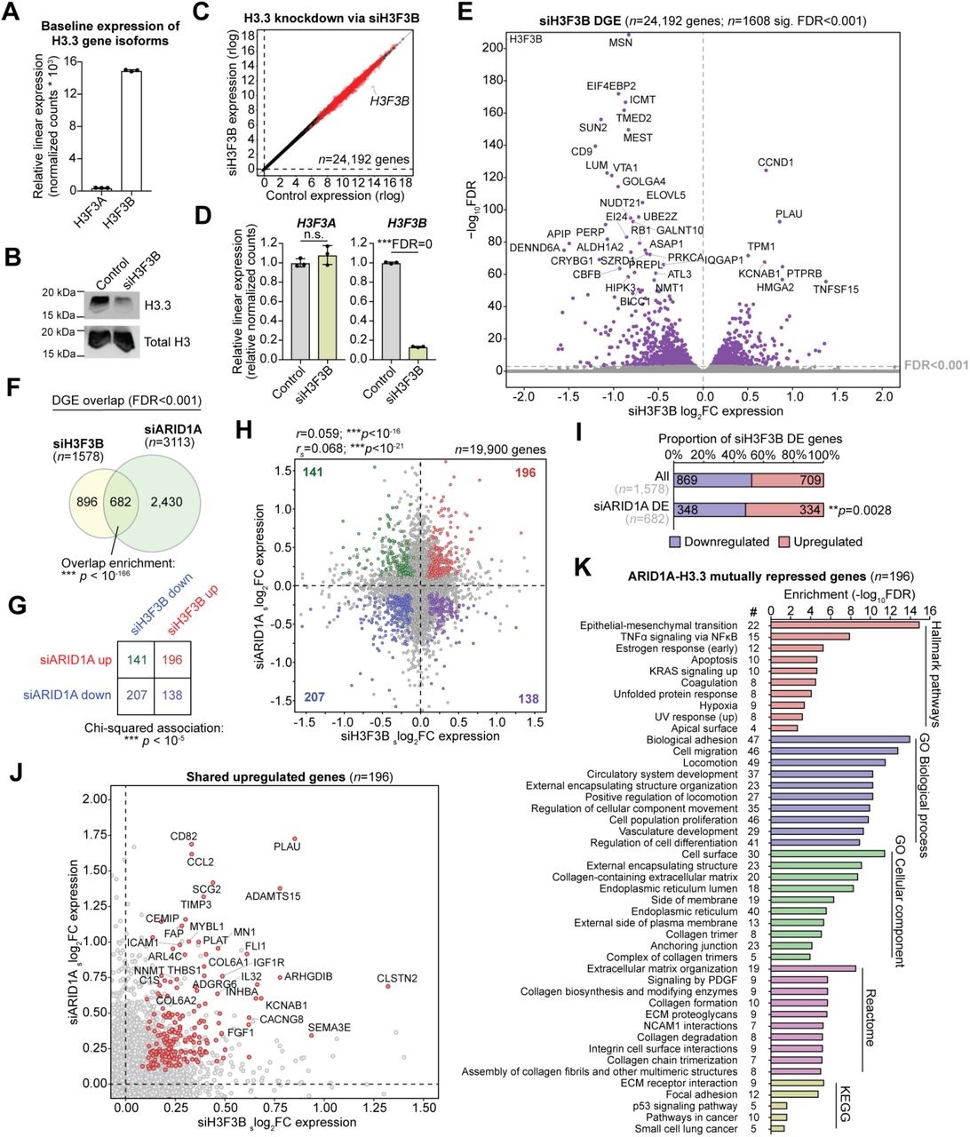 ... in DE genes following H3.3 knockdown (siH3F3B) vs. ARID1A knockdown (siARID1A). Statistic is hypergeometric enrichment. G , ... A , Baseline relative linear expression of H3F3A ( H3-3A ) and H3F3B ( H3-3B ) gene isoforms encoding H3.3, as measured by RNA-seq. B , Western blot for H3.3 and total H3 in control vs. siH3F3B treated cells. C , Global transcriptomic effects of 24,192 genes following H3.3 knockdown via siH3F3B treatment. Red dots represent significant DE genes ( DESeq2 , FDR < 0.001). D , Relative linear expression of H3F3A and H3F3B by RNA-seq in control and siH3F3B cells. E , Volcano plot depicting siH3F3B vs. control differential gene expression (DGE). Top significant genes are labeled. F , Significant overlap in DE genes following H3.3 knockdown (siH3F3B) vs. ARID1A knockdown (siARID1A). Statistic is hypergeometric enrichment. G , Directional segregation of siH3F3B/siARID1A overlapping DE genes. A positive association is observed by Chi-squared test, i.e., genes are more likely to be upregulated or downregulated in both conditions as opposed to antagonistic regulation. H , Scatter plot of siH3F3B vs. siARID1A expression log 2 FC (with shrinkage correction) for all 19,900 transcriptome-wide commonly detected genes. Statistic is pearson ( r ) and Spearman ( r s ) correlation coefficients. Colored dots indicate significant DE genes (FDR < 0.001) in both treatment conditions. I , Enrichment for H3.3 repression (siH3F3B upregulation) among siH3F3B genes which are also affected by ARID1A loss (siARID1A). Statistic is hypergeometric enrichment test. J , Scatter plot of 196 shared DE genes upregulated following knockdown of either H3.3 and ARID1A. These genes are mutually repressed by H3.3 and ARID1A. K , Top significant (FDR < 0.05) enriched gene sets among the 196 ARID1A-H3.3 mutually repressed genes among various gene set databases.