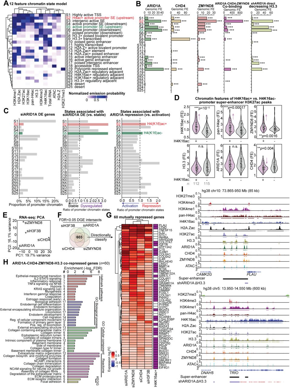 ... model selection. B , Genomic fold-enrichment (FE) for ARID1A, CHD4, ZMYND8, co-binding, and shARID1A direct decreasing H3.3 ... A , Heatmap of clustered, normalized feature emission probabilities and associated functional annotation of the new 12 feature, genome-wide chromatin 25-state model. States (S_) are labeled based on order of normalized emission probability clustering. See methods for details on optimal model selection. B , Genomic fold-enrichment (FE) for ARID1A, CHD4, ZMYND8, co-binding, and shARID1A direct decreasing H3.3 among the 25 chromatin states. Statistic is hypergeometric enrichment test. C , Modeled chromatin states among reference gene promoter regions (±3 kb around annotated TSS). Left, proportion of promoter chromatin for siARID1A DE genes ( DESeq2 , FDR < 0.0001) belonging to each of the 25 states. Center, ratio of promoter chromatin states associated with siARID1A DE genes (FDR < 0.0001) compared to stable genes (FDR > 0.05). Right, ratio of promoter chromatin states associated with ARID1A transcriptional repression (i.e. siARID1A upregulation) compared to activation (i.e. siARID1A downregulation). D , Violin plots quantifying chromatin feature signal at H4K16ac+ (purple) vs. H4K16ac- (gray) promoter super-enhancer constituent H3K27ac peaks. Statistic is two-tailed, unpaired Wilcoxon’s test. E , Principal component analysis (PCA) of RNA-seq expression log 2 FC (shrinkage-corrected) values for siCHD4, siZMYND8, siH3F3B, and siARID1A treatment conditions vs. controls. 1974 genes with s log 2 FC variance >0.1 were used for PCA. F , Schematic of identifying mechanistic genes co-repressed by ARID1A, H3.3, CHD4, and ZMYND8, i.e., upregulated ( DESeq2 , FDR < 0.05) with siARID1A, siH3F3B, siCHD4, and siZMYND8 treatments. G , Clustered heatmap of expression log 2 FC values for 60 co-repressed genes upregulated in all 4 knockdown conditions. Rightmost column demarcates presence of H4K16ac peaks over promoter or gene body. H , Top gene sets enriched (hypergeometric enrichment test, FDR < 0.05) among the 60 ARID1A-CHD4-ZMYND8-H3.3 co-repressed genes from various gene set databases. I , Example target gene loci, PLAU and TRIO , marked by nearby H3.3+ super-enhancers within H4(K16)ac+ domains that are co-bound by ARID1A, CHD4, ZMYND8, where ARID1A loss leads to significant depletion of H3.3 (ChIP-seq FDR < 0.05), and knockdown of ARID1A, H3.3, CHD4, or ZMYND8 leads to significant expression upregulation (RNA-seq FDR < 0.05).