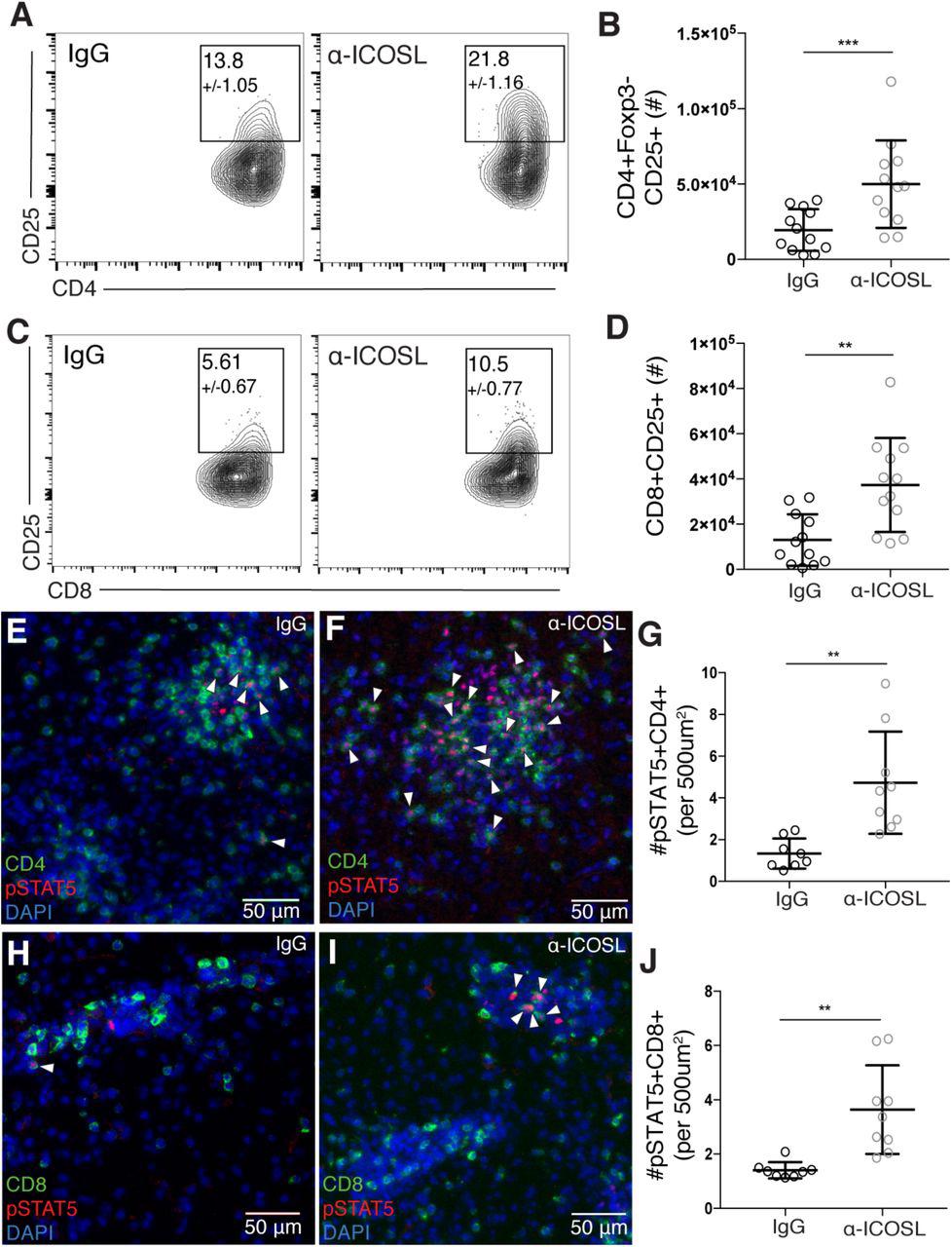 ( A-D ) T cells were isolated from the brains of chronically infected control or α-ICOSL-treated mice. Representative flow plots of CD25+CD4+ effector T cells ( A ) and CD25+CD8+ effector T cells ( C ) are shown. Number in gate indicates the mean frequency of CD25+ cells +/- standard error. ( B ) Total number of CD25+ CD4+ effector T cells and ( D ) total number of CD25+ CD8+ T cells isolated from the brain (n=4 per group, data is pooled from 3 independent experiments and analyzed by randomized block ANOVA). ( E-I ) Brain sections from chronically infected control ( E, H ) and α-ICOSL-treated ( F, I ) mice were stained for CD4 or CD8 (green), <t>pSTAT5</t> (red) and DAPI (blue). White arrowheads indicate pSTAT5+ CD4 or CD8 T cells. ( G ) The number of pSTAT5+CD4+ and ( J ) number of pSTAT5+CD8+ T cells were quantified per 500 µm 2 (n=4-5 mice per group, data is pooled from two independent experiments and analyzed using randomized block ANOVA). * denotes p<0.05, ** denotes p<0.01, and *** denotes p<0.001 for all panels. 