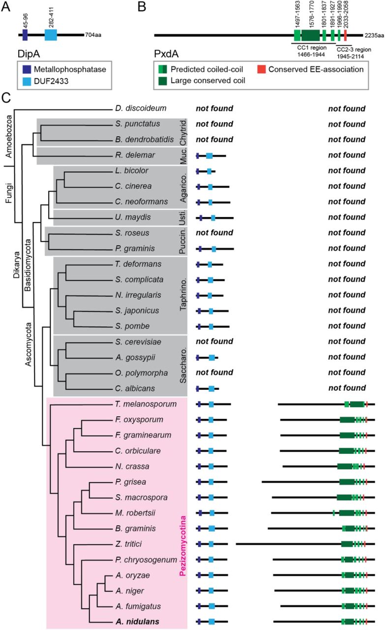 (A-B) Protein domain cartoons for A. <t>nidulans</t> DipA (A) and PxdA (B). The domains previously defined as CC1 and CC2-3 are indicated. Green bars represent coiled coils predicted in this study. (C) Phylogenetic tree showing conservation of DipA and PxdA across 33 species representing major fungal clades, indicated by gray and pink boxes (clade abbreviations: Saccharo. = Saccharomycotina; Taphrino = Taphrinomycotina; Puccin. = Pucciniomycotina; Usti. = Ustilagomycotina; Agarico. = Agaricomycotina; Muc. = Mucoromycotina; Chytrid. = Chytridiomycota). Dictyostelium discoideum was included as an outgroup. Protein domain cartoons are scaled to one another to display amino acid length and domain organization in different species.