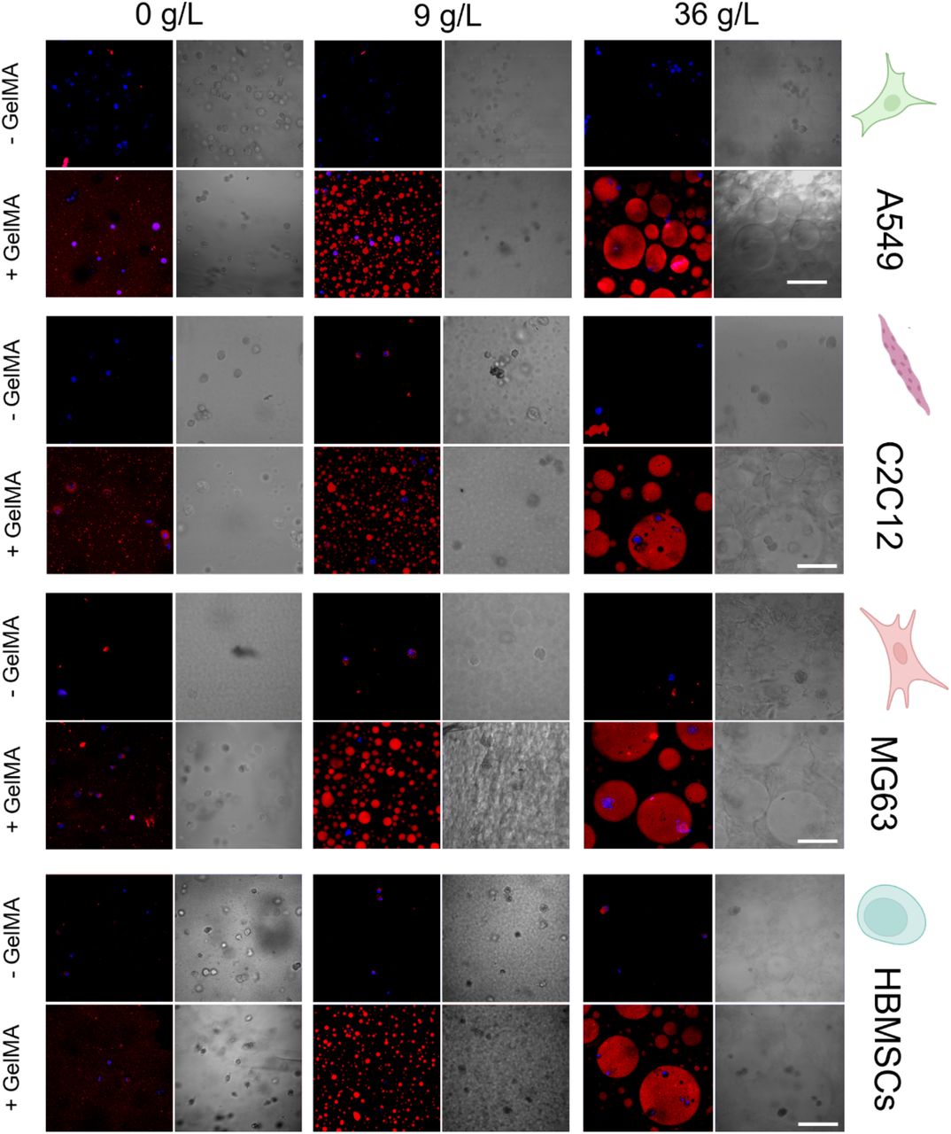 Partitioning of different cell types within the various ATPS scaffold formulations. Brightfield and confocal (merged) images representative of cells labelled with DAPI to show the nucleus (blue) of the different cell types (A549, C2C12, MG63, HBMSCs), and GelMA marked with rhodamine B to show the inner phase (red) of the scaffolds at 0 - 9 - 36 g/L. In all cell types, images were taken both under conditions where GelMA was not chemically cross-linked (-GelMA) and under conditions where GelMA was chemically cross-linked (+GelMA). Scale bars: (a, b, c, d) 100 μm. Mean ± S.D. n=3. 