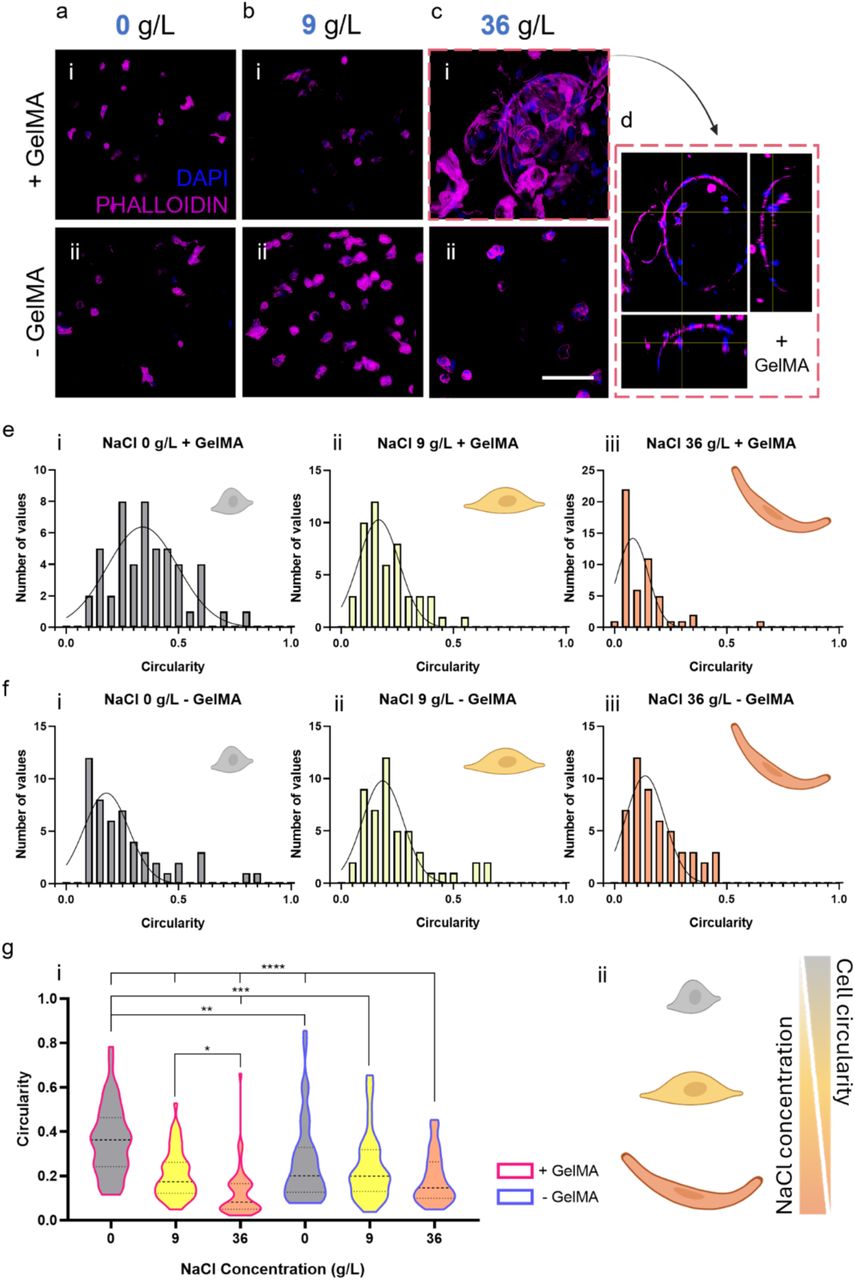 Spatial distribution of C2C12 in ATPS systems. a-b-c) Confocal images with C2C12 labelled with DAPI to show nuclei (blue) and cells marked with phalloidin to show f-actin (magenta). d) Orthogonal view of image c-i. Circularity analysis conducted on the formulation e-i) NaCl 0 g/L with GelMA, e-ii) NaCl 9 g/L with GelMA, e-iii) NaCl 36 g/L with GelMA, f-i) NaCl 0 g/L without GelMA, f-ii) NaCl 9 g/L without GelMA and f-iii) NaCl 36 g/L without GelMA. g) Cell circularity as a function of salt concentration. g-i) Cell circularity for each NaCl composition within the ATPS samples is shown. The pink contour marks samples with + GelMA; the blue contour marks samples with - GelMA. g-ii) Cell circularity is inversely proportional to the salt concentration in the hydrogels. When the amount of NaCl in the scaffolds is higher, the cells are more elongated. Scale bars: (c) 100 µm. Statistical significances were assessed by two-way ANOVA. Mean ± S.D. n=3, ****p<0.0001, ***p<0.001, **p<0.01, *p<0.05. 