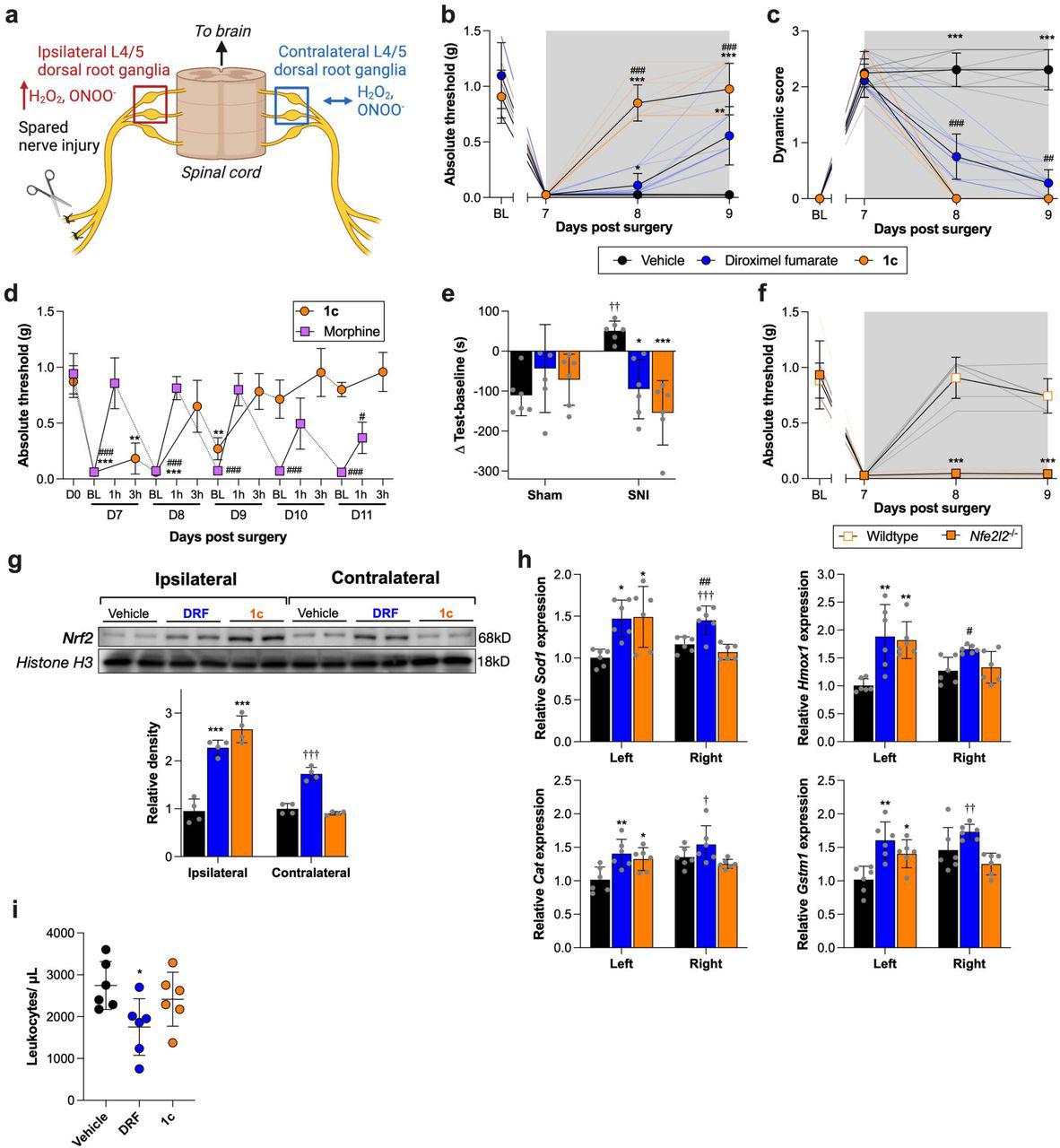 (a) Schematic of spared nerve injury and tissues of interest. (b, c) Once neuropathic pain was established on day 7 after SNI, male (n=6) and female (n=6) mice were treated with oral 1c (350 μmol/kg/day), diroximel fumarate (350 μmol/kg/day), or vehicle every day for 3 days (gray box). (b) Mechanical allodynia and (c) dynamic allodynia were assessed. Relative to vehicle: * P <0.05, ** P <0.01, *** P <0.001; 1c vs. diroximel fumarate: ## P <0.01, ### P <0.001. (d) Seven days after SNI, male (n=3) and female (n=3) mice were treated with oral 1c (350 μmol/kg/day) or subcutaneous morphine (3 mg/kg, b.i.d.). Relative to 1c Day 0 (D0, prior to surgery): ** P <0.01, *** P <0.001; relative to morphine D0: # P <0.05, ### P <0.001. (e) Male (n=3) and female (n=3) mice were treated with oral 1c (350 µmol/kg/day), diroximel fumarate (350 µmol/kg/day) or vehicle every day for 7 days, beginning 7 days after SNI or sham surgery. Presence of ongoing pain was interpreted as an increase in time spent in <t>retigabine-paired</t> chamber (conditioning stimulus) after 7 days of treatment, relative to baseline. Relative to sham-vehicle: †† P <0.01; relative to SNI-vehicle: * P <0.05, *** P <0.001. (f) Male and female Nfe2l2 -/- and wildtype control mice (n=3/sex/group) were treated with oral 1c (350 μmol/kg/day), beginning 7 days after SNI, and mechanical allodynia assessed. Relative to wildtype controls: *** P <0.001. (g) L4/5 DRG from 3 mice were pooled after 3 days of treatment, and nuclear extracts were probed for Nrf2 (n=2 males, n=2 females). Relative to ipsilateral vehicle: *** P <0.001; relative to contralateral vehicle and 1c : ††† P <0.001. (h) Antioxidant gene expression L4/5 DRG was determined after 3 days of treatment (n=3 males, n=3 females). Relative to ipsilateral vehicle: * P <0.05, ** P <0.01; relative to contralateral vehicle: # P <0.05; relative to contralateral 1c : † P <0.05; †† P <0.01, ††† P <0.001. ( i ) Naive male (n=3) and female (n = 3) mice were orally treated with 1c (350 µmol/kg), diroximel fumarate (350 µmol/kg), or vehicle daily for 10 days. Blood was collected by cardiac puncture and leukocytes were manually counted. Relative to vehicle: * P <0.05. Individual replicates are presented in spaghetti plots or grey dots.