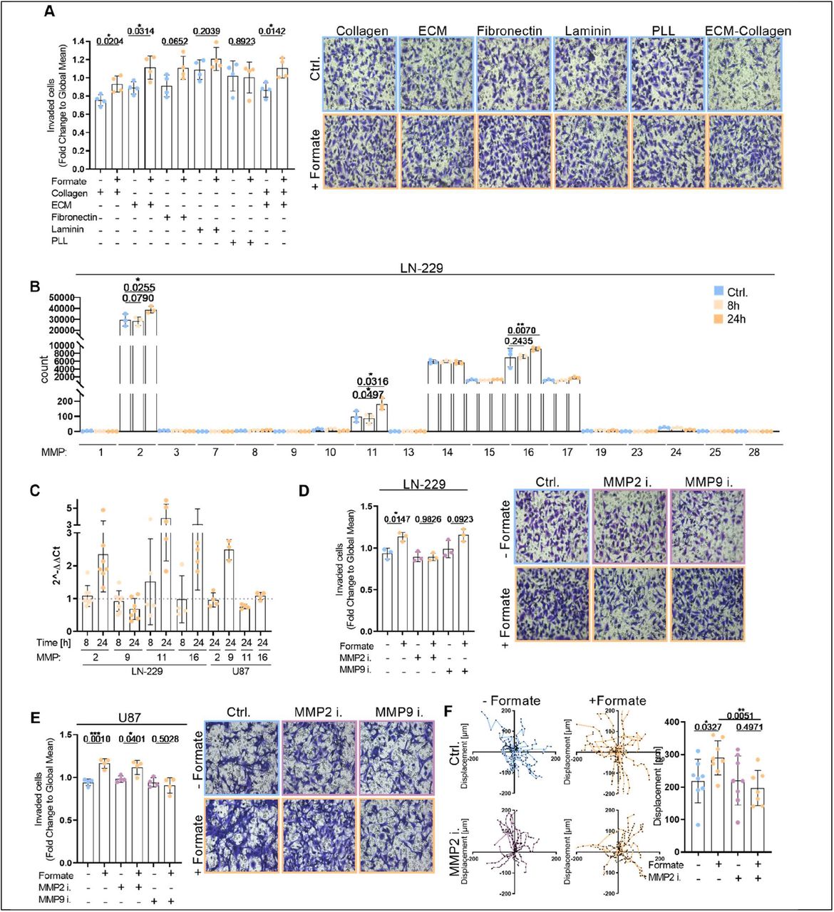 (A) Invasion of LN-229 cells treated for 24 hours with 500 μM Na-formate was assed on differently coated Boyden chambers (Collagen, ECM, Fibronectine, Laminin, PLL, and ECM-Collagen). Each dot represents an independent experiment; mean ± SD; Unpaired t -test with Welch’s correction. (B) RNAseq results displaying the count of different MMPs (MMP1, MMP2, MMP3, MMP7, MMP8, MMP9, MMP10, MMP11, MMP13, MMP14, MMP15, MMP16, MMP17, MMP19, MMP23, MMP24, MMP25, and MMP28) expression in LN-229 cells which were treated for 8 hours or 24 hours with 500 μM Na-formate. Each dot represents an independent experiment; mean ± SD; Unpaired t -test with Welch’s correction. mRNA expression of MMP2, MMP9, MMP11, and MMP16 in LN-229 and U87 cells which were treated for 8 h or 24 h with 500 μM Na-formate relative to untreated cells as measured using real-time RT-qPCR. Each dot represents an independent experiment; mean ± SD. (D) Invasion of LN-229 cells treated for 24 h with 500 μM formate and 5 μM <t>MMP</t> <t>inhibitors</t> (MMP2 inhibitor and MMP9 inhibitor) was assed using ECM-Collagen coated Boyden chambers. Each dot represents an independent experiment; mean ± SD; Unpaired t -test with Welch’s correction. (E) Invasion of U87 cells treated for 24 h with 500 μM formate and 5 μM MMP inhibitors (MMP2 inhibitor and MMP9 inhibitor) was assed using ECM-Collagen coated Boyden chambers. Each dot represents an independent experiment; mean ± SD; Unpaired t -test with Welch’s correction. (F) Displacement of LN-229 cells injected in ex vivo brain slices. The cells were cultured during the entire experiment with 500 μM formate, 5 μM ARP100, or the combination of both. Results are displayed as mean ± SEM; Unpaired t -test with Welch’s correction. Each dot represent the average displacement of 15 cells. 