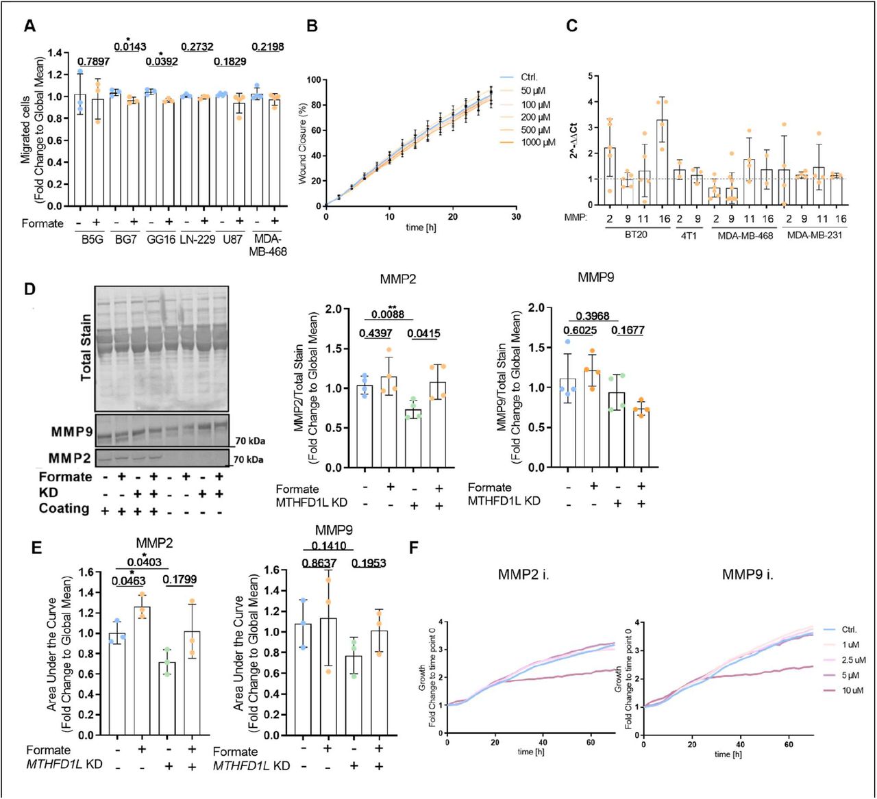 (A) Migration of different cells: BG5, BG7, GG16, LN-229, U87, and MDA-MB-468 treated for 24 hours with 500 μM formate was assed using non-coated Boyden chambers. Each dot represents an independent experiment; mean ± SD; Unpaired t -test with Welch’s correction. (B) Migratory potential of LN-229 cells in response to different formate concentrations (0 μM, 50 μM, 100 μM, 200 μM, 500 μM, and 1mM) as time-dependent quantification of relative wound density in IncuCyte live cell analysis. Graph shows mean ± SEM ( n = 3). (C) mRNA expression from MMP2, MMP9, MMP11, and MMP16 in BT20, 4T1, MDA-MB-468, and MDA-MB-231 cells which were treated for 24 hours with 500 μM formate relative to untreated cells as measured using real-time RT-qPCR. Each dot represents an independent experiment; mean ± SD. (D) Expression of MMP2 or MMP9 in the cell culture medium. The total stain served as a loading control. The signal intensity of MMP has been quantified with respect to the signal intensity of the total stain. Each dot represents an independent experiment, the bars represent the mean, and the error bars visualize the standard deviation. The data was evaluated using an unpaired t -test with Welch’s correction. (E) MMP2 and MMP9 activity of LN-229 sh Scramble or MTHFD1L KD cells treated for 72 hours with 500 μM formate was assed using gelatin zymography assay. Each dot represents an independent experiment; mean ± SD; Unpaired t -test with Welch’s correction. (F) Proliferation of LN-229 cells treated for 72 h with different concentrations (0 μM, 1 μM, 2.5 μM, 5 μM, and 10 μM) of MMP2 or MMP9 inhibitor was determined as a time-dependent quantification of cell density (confluence) in IncuCyte. Results are displayed as a fold change to time point zero ( n = 3). 