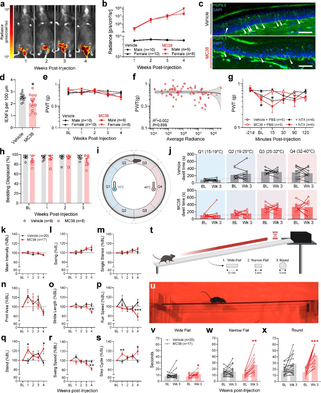 Mc38 Cells | Thermo Fisher | Bioz